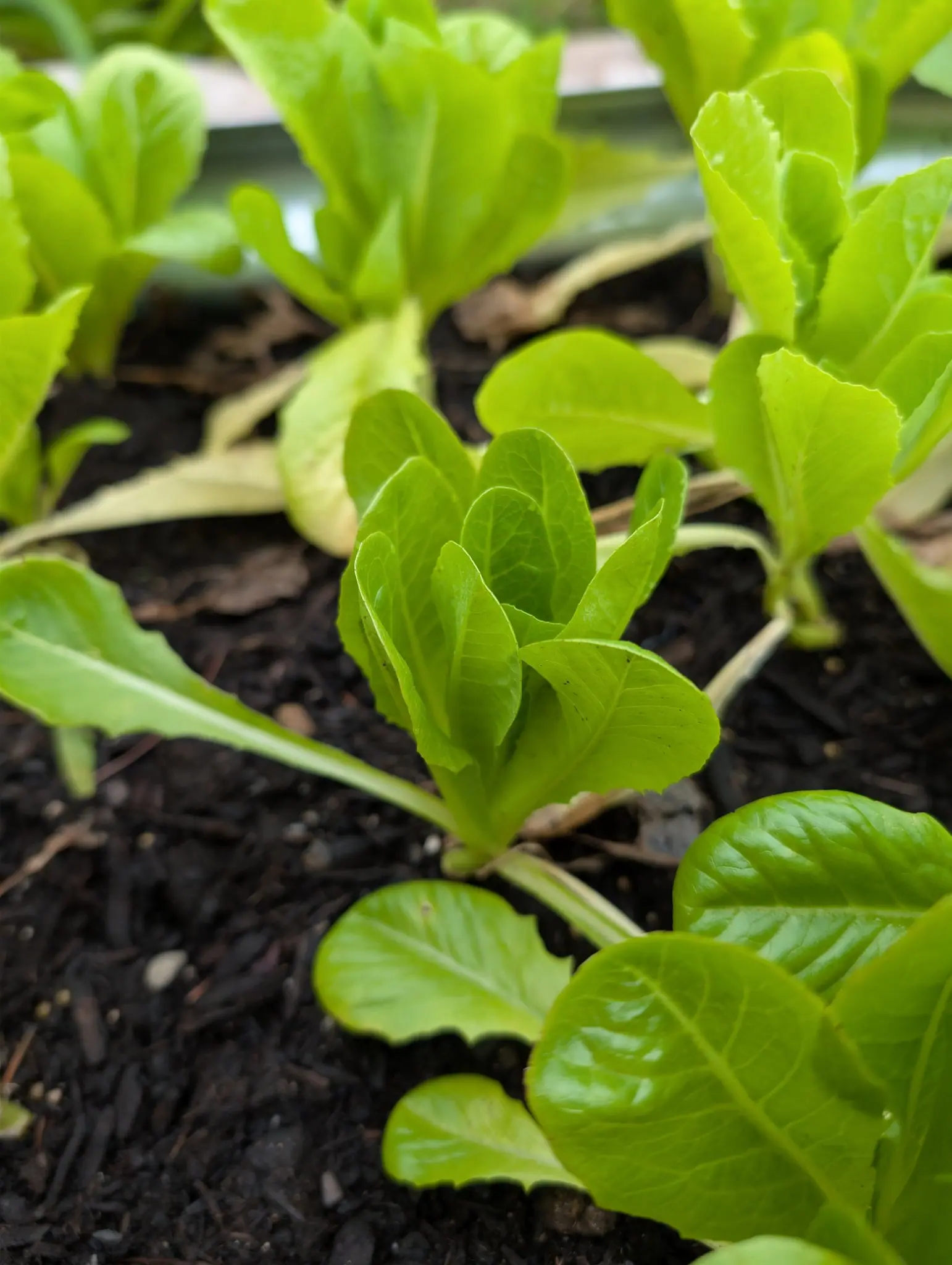 Little Gem lettuce on 22 September, the center plant a compact rosette of eight or ten pale yellow-green leaves cupping inward into a head that has not yet closed. Flat overcast light, a faint wet sheen on the blades.