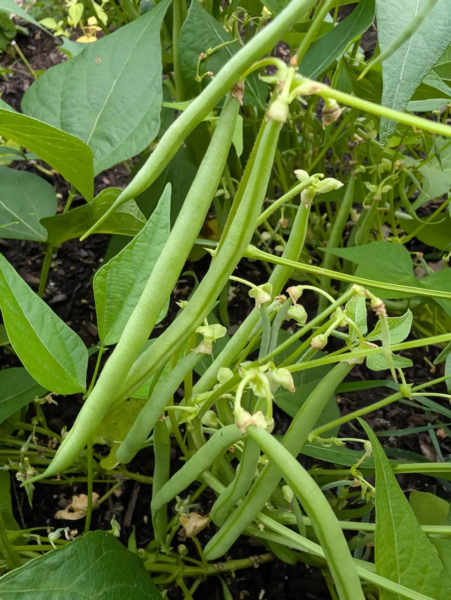 Tavera bush beans on 22 September, ten or so slim pods arching through the leaves with seed bumps barely raised along them, papery spent blossoms still clasped among the stems. Soft overcast light, no shadows.