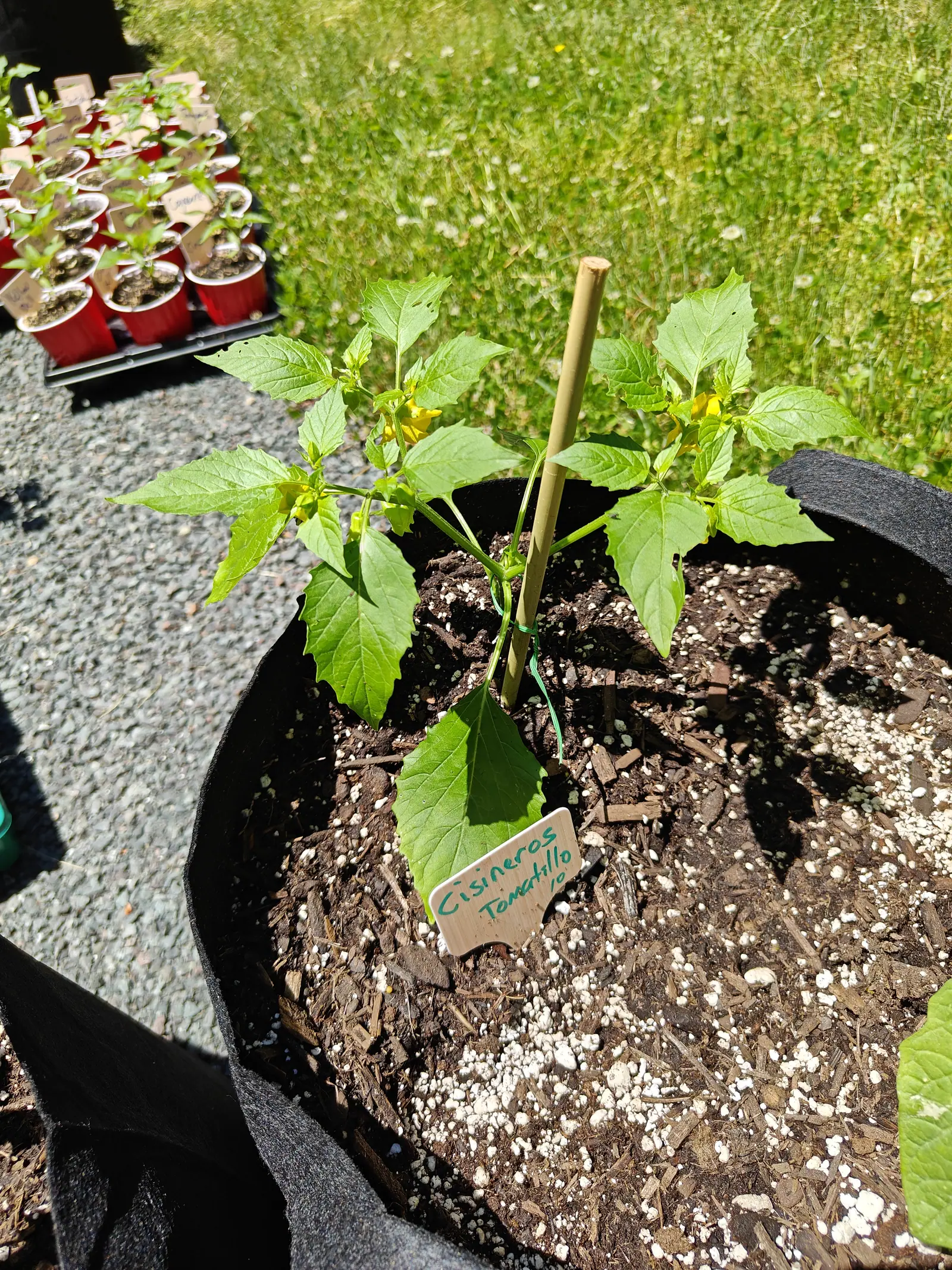 A Cisneros tomatillo already in flower on 8 June, egg-yolk bells nodding face-down out of the leaf joints so their throats never show, its leaves cut into a few coarse widely spaced teeth, in hard midday sun with black-edged shadows.