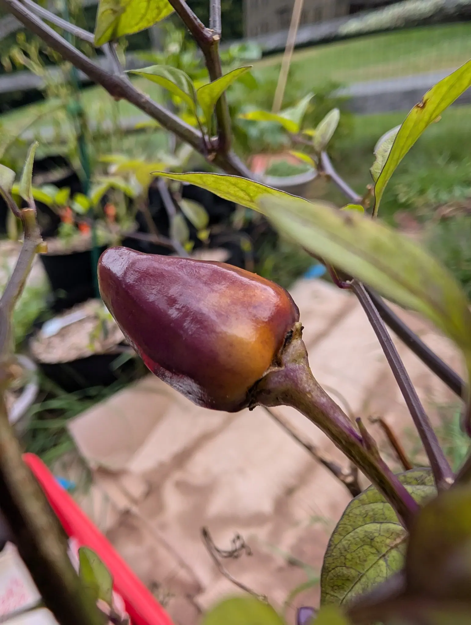 A Chinese 5-Color pepper caught mid-turn on 22 September, deep eggplant purple over one shoulder washing through bronze to clear apricot at the tip, with a red streak along the underside. Bright overcast, the purple-black branches soft behind it.