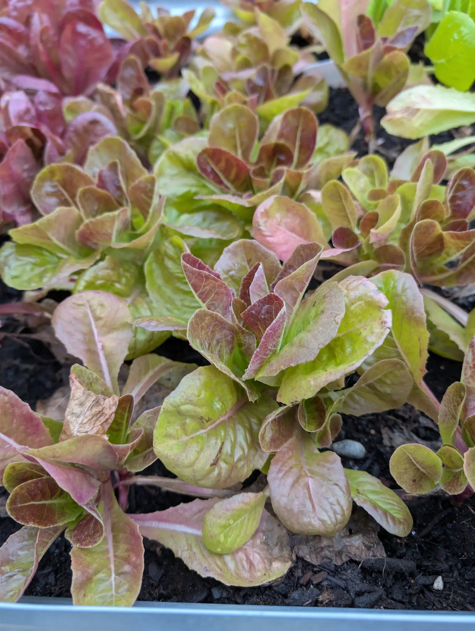 Lettuce Australe on 22 September, a bed of baby rosettes whose inner leaves are just folding upward into loose cos hearts, bronze and wine tips fading to chartreuse over flat pink-white midribs. Droplets sit unmoved in flat overcast light.