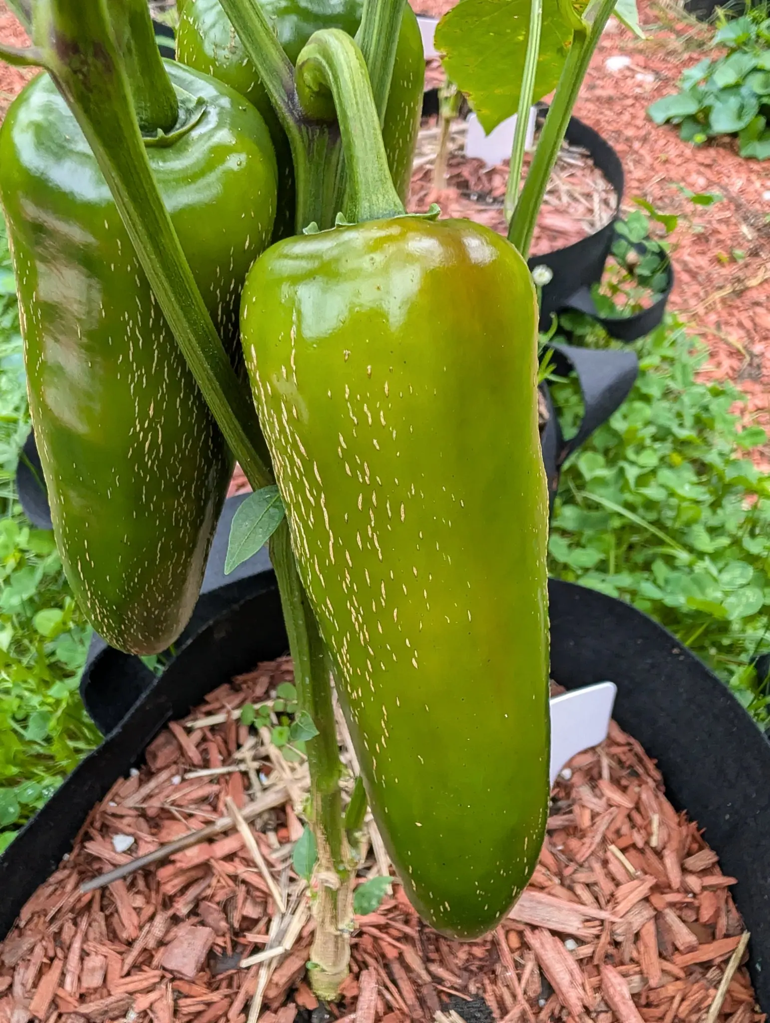 Megatron F1 jumbo jalapenos on 22 September, two mature-green fruits hanging side by side from thick pedicels, their shoulders and lower halves netted with fine pale tan corking that runs lengthwise. Flat overcast light, foliage still damp.