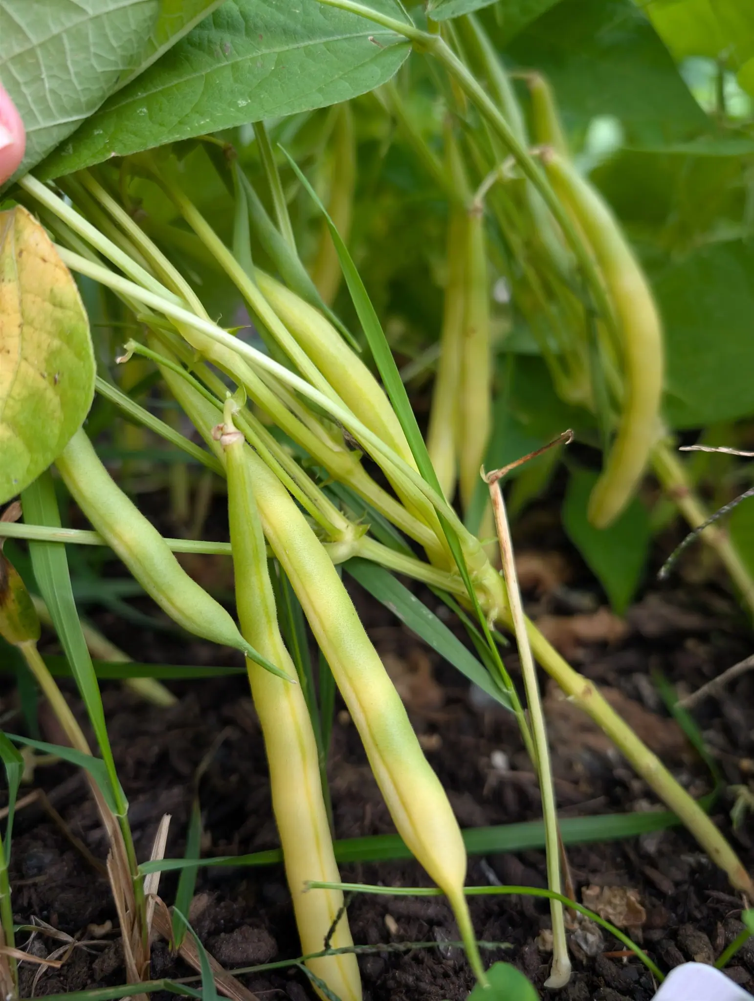 Gold Rush bean on 22 September, a fan of six or seven round waxy pods hanging from one swollen node, shading from pale green at the stem end to clear yellow at the fine curved tips, downy in soft overcast light.