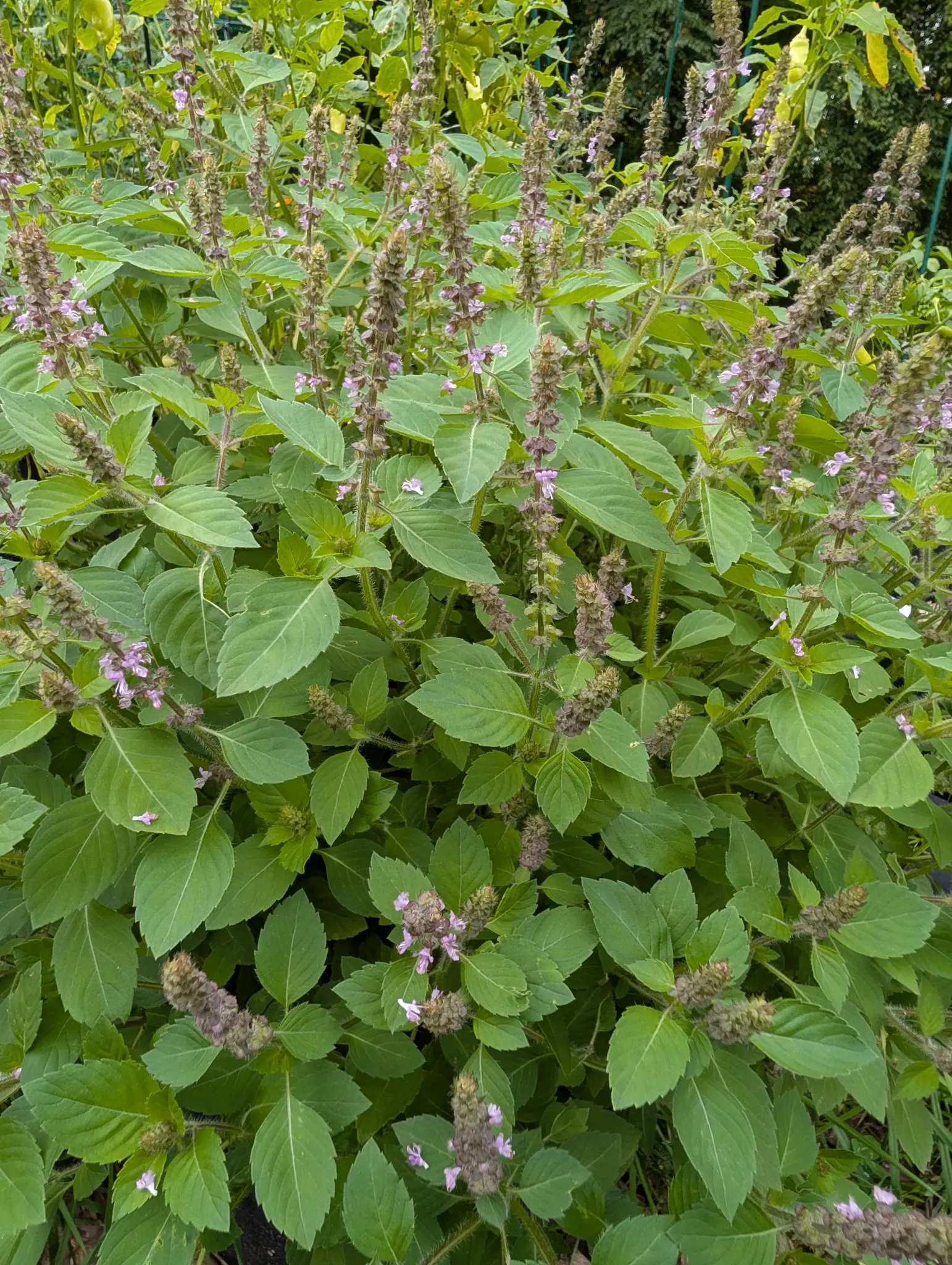 Holy Basil (Tulsi) well past first flowering on 22 September, its upright spikes grading from pale lilac-pink whorls at the tip to hardened maroon-brown calyces below, square stems shaggy with pale hairs. Flat overcast light, no shadows.