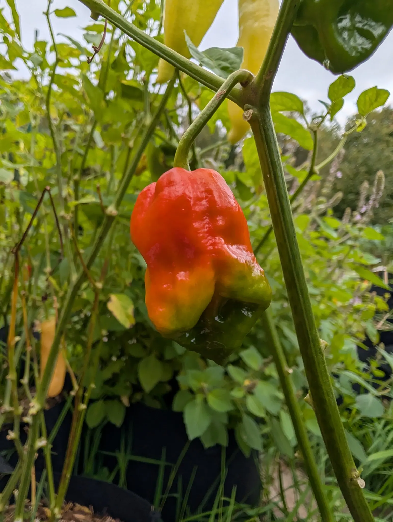 Peppers, Armageddon F1, on 22 September: one plum-shaped pod hangs pendant from a bent pedicel, its deeply puckered skin already orange-red over the top two thirds and still green at the beaked tip. Flat overcast light, outdoors.