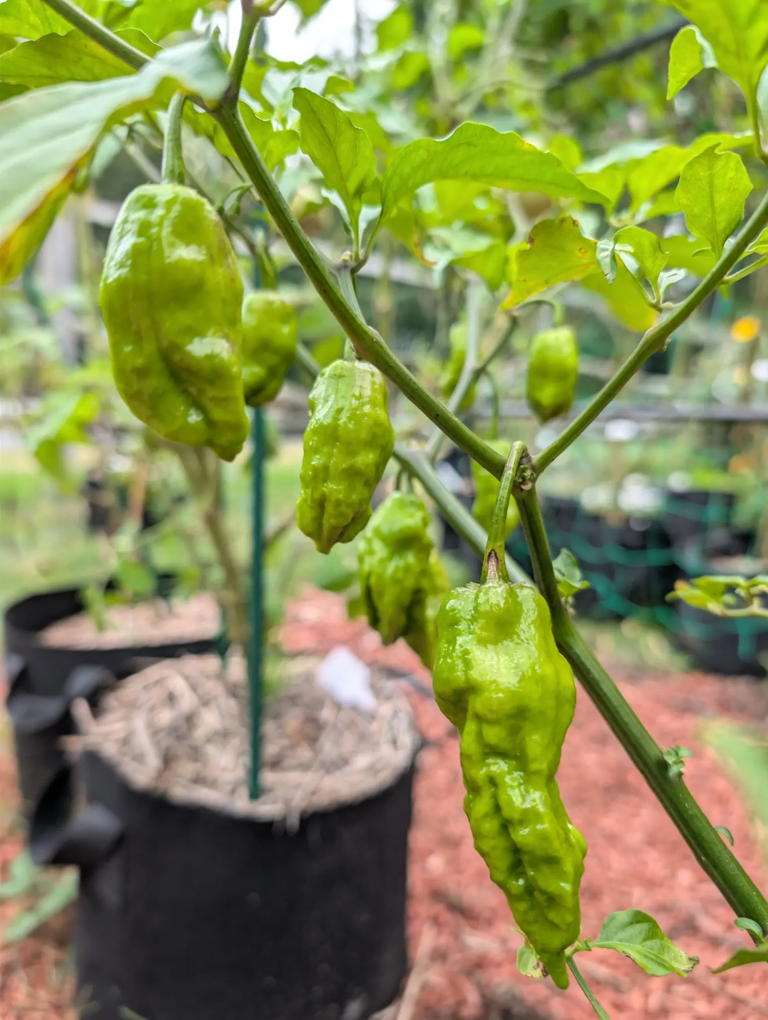 Ghost peppers on 22 September, six pods hanging nose-down on slender pedicels, still entirely green with no color break, their skin deeply wrinkled and pitted rather than smooth. Flat overcast light leaves every surface damp and shining.