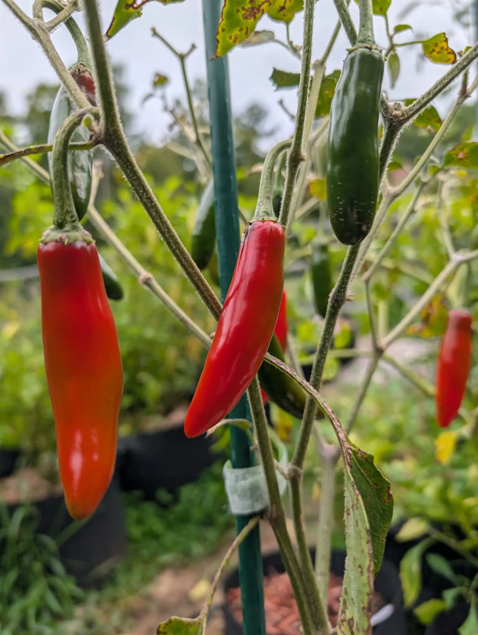 Kori Sitakame peppers on 22 September, two pendant cones shading from deep red at the shoulder to a warmer orange-red at the blunt tip, with an unripened dark glossy green one above them under a flat white overcast sky.