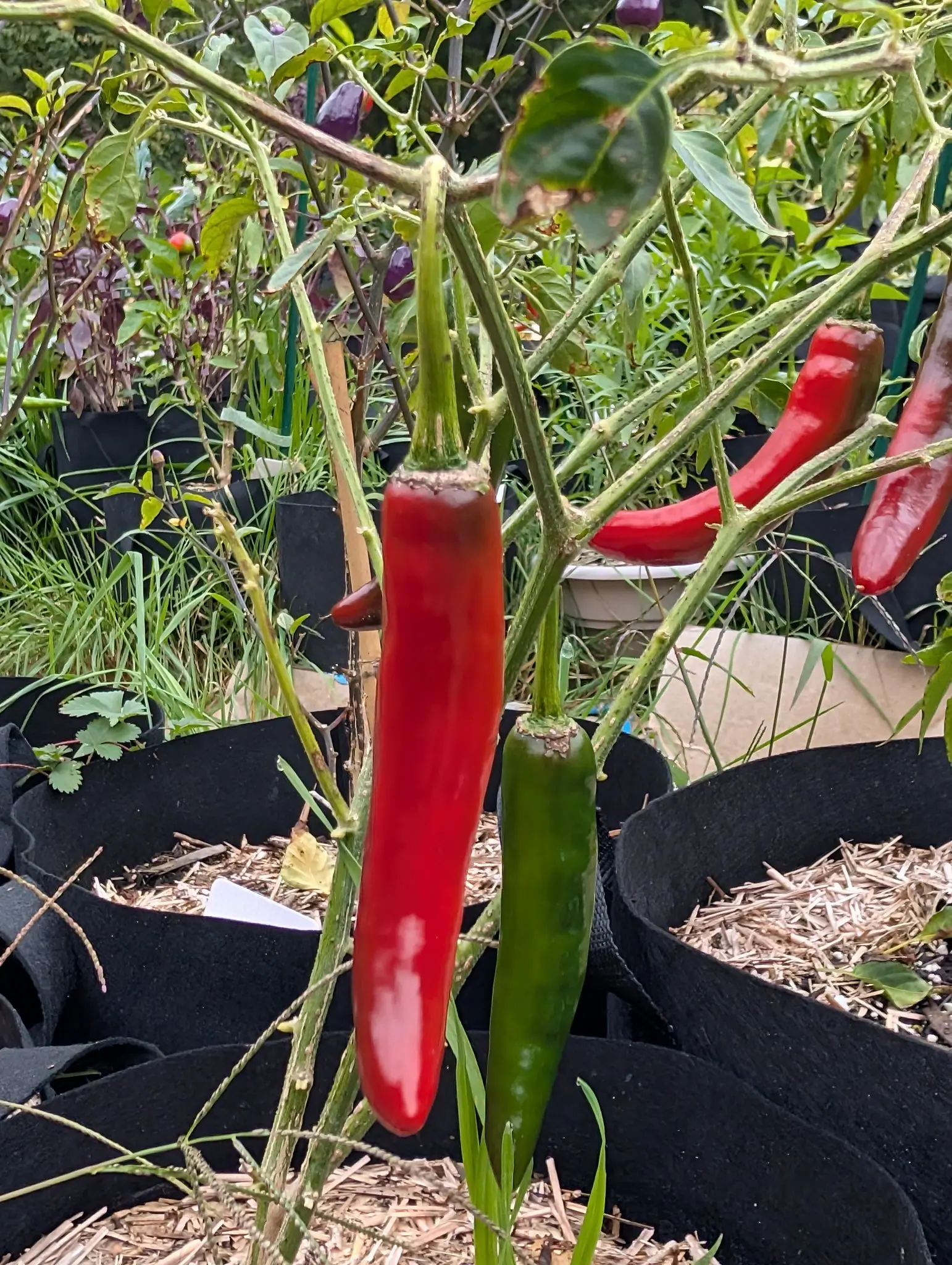 Long, slim peppers on 22 September, two pods hanging side by side from shouldered green calyces in the center: the left one glossy deep red and gently curved to a blunt point, the right still dark green. Flat overcast light, no hard shadows.