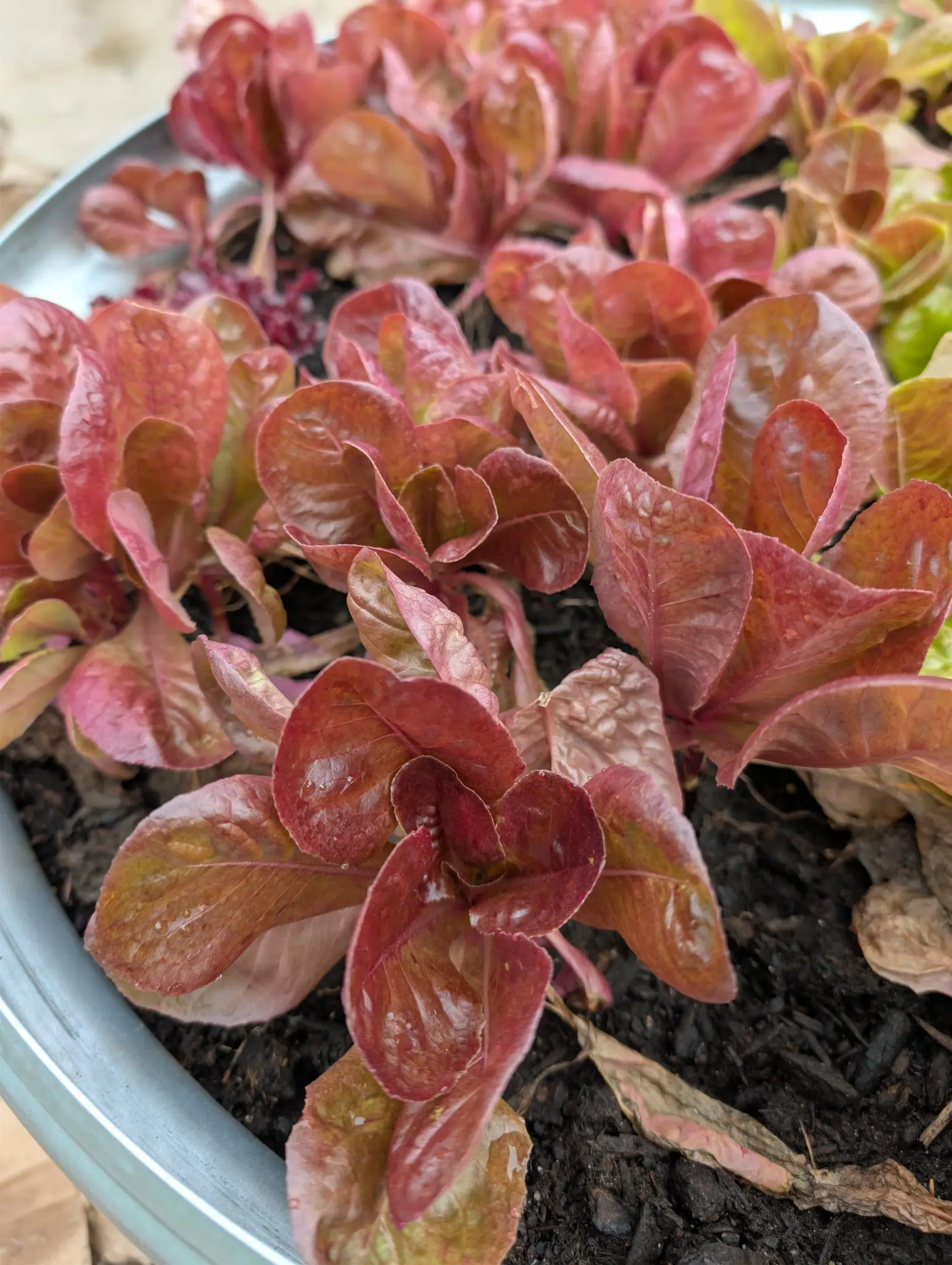 Marvel of Four Seasons lettuce on 22 September, eight or so young rosettes of spoon-shaped leaves bronze-red above and fading to pale lime at the clasping bases, just beginning to cup. Water droplets sit on the blistered leaves under flat overcast light.