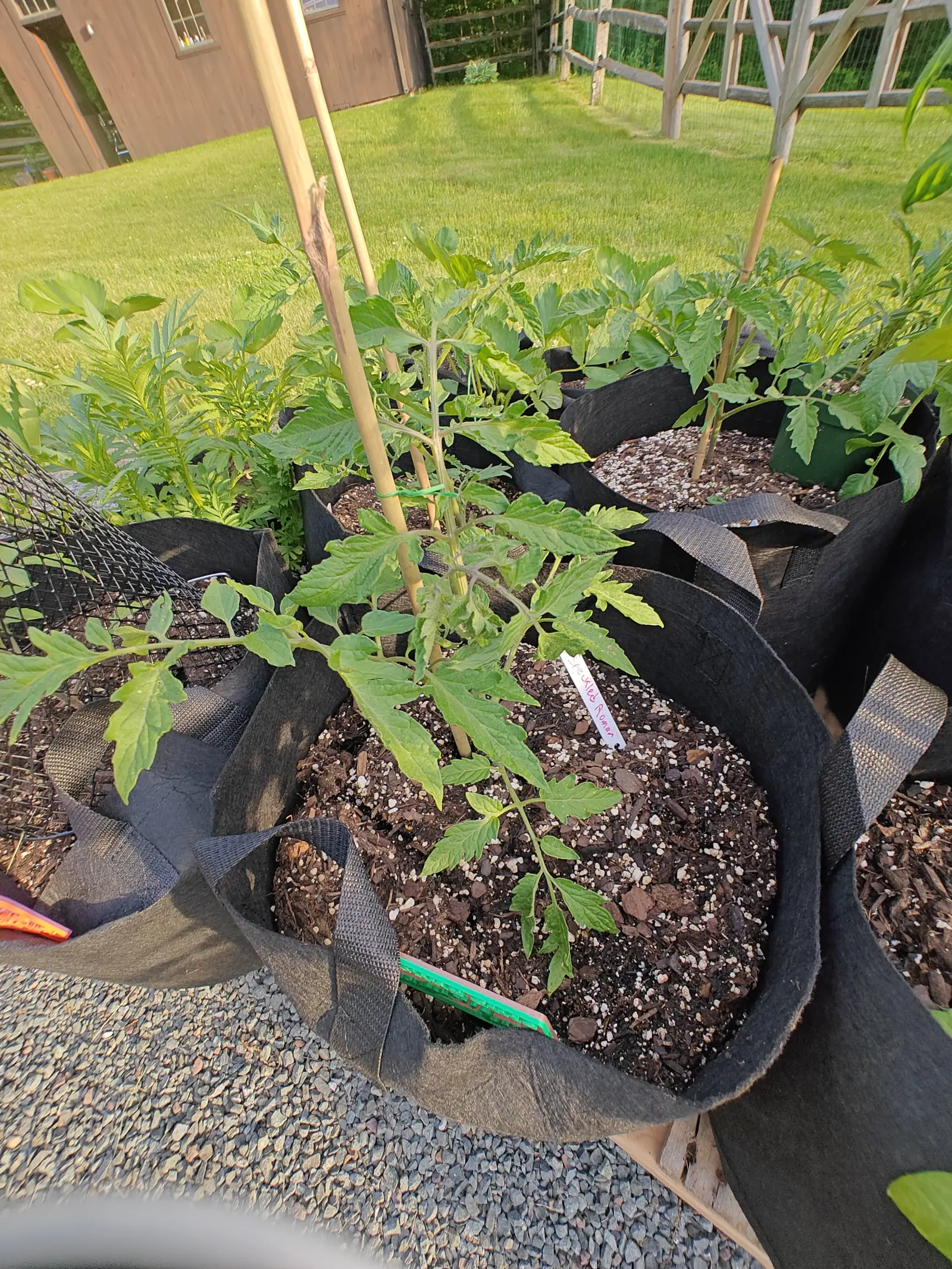 A young transplant on 5 June, soft and slightly droopy, its divided leaves furred along stem and underside and coarsely toothed on every leaflet, with low evening sun coming in from the left and laying long shadows across the lawn behind.