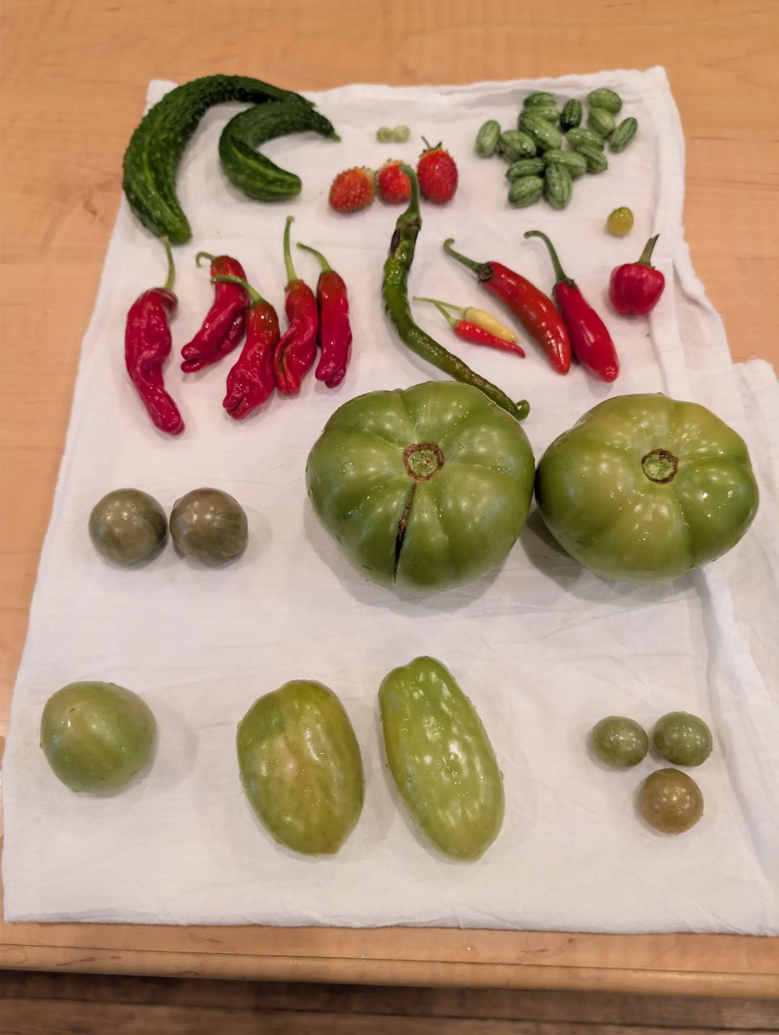 A rinsed indoor harvest laid out on a white cotton towel on 22 September, water still beaded on every skin; one deeply ribbed green globe has split open in a vertical seam down from its stem scar, under even warm lamplight.