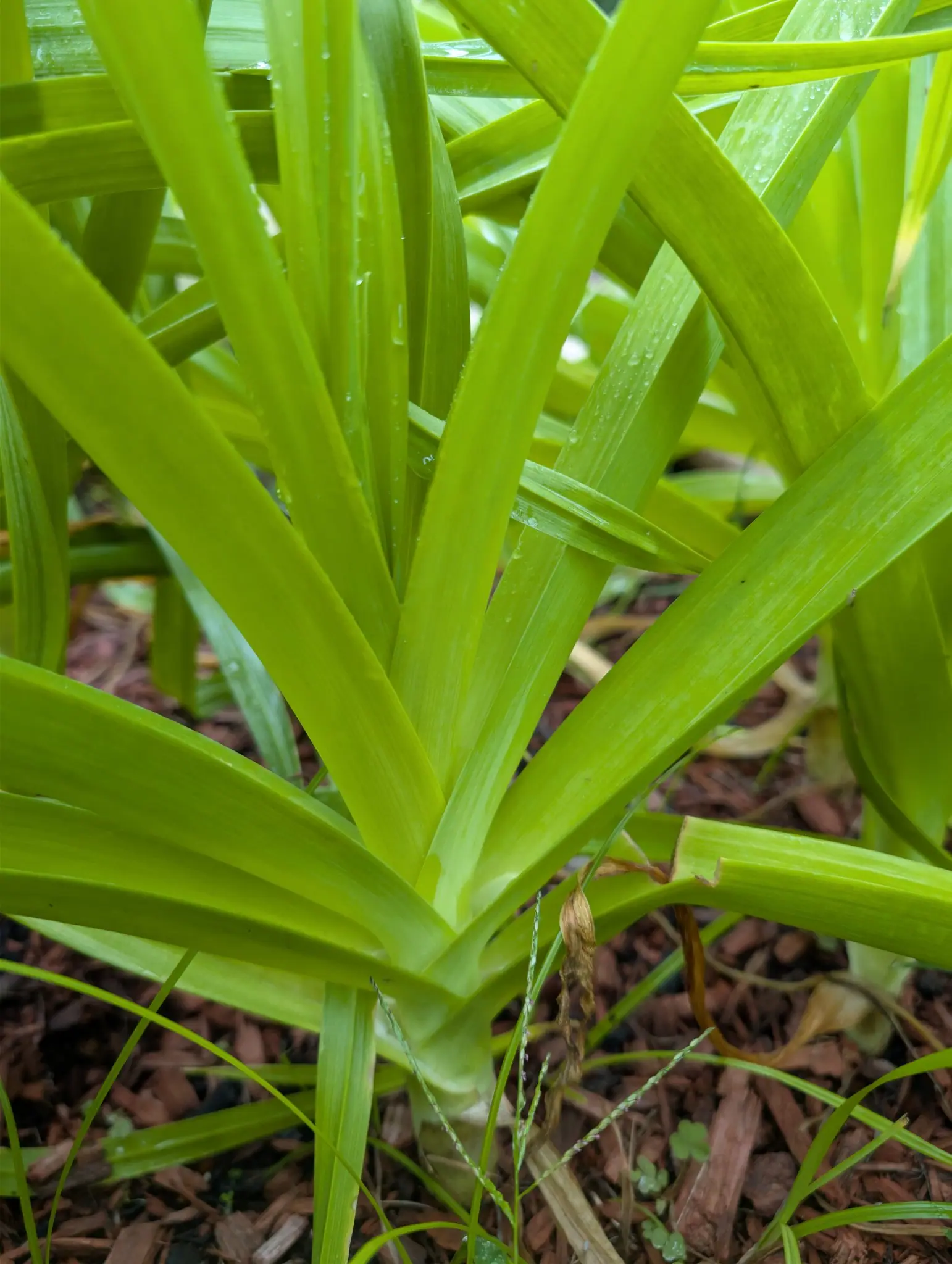 Jaune du Poitou leeks on 4 September, shot from just above ground so one stout pale shank fills the frame and its flat strap leaves fan out two-ranked, each folded along a central keel into a shallow V. Rain still beads the leaves under flat overcast light.
