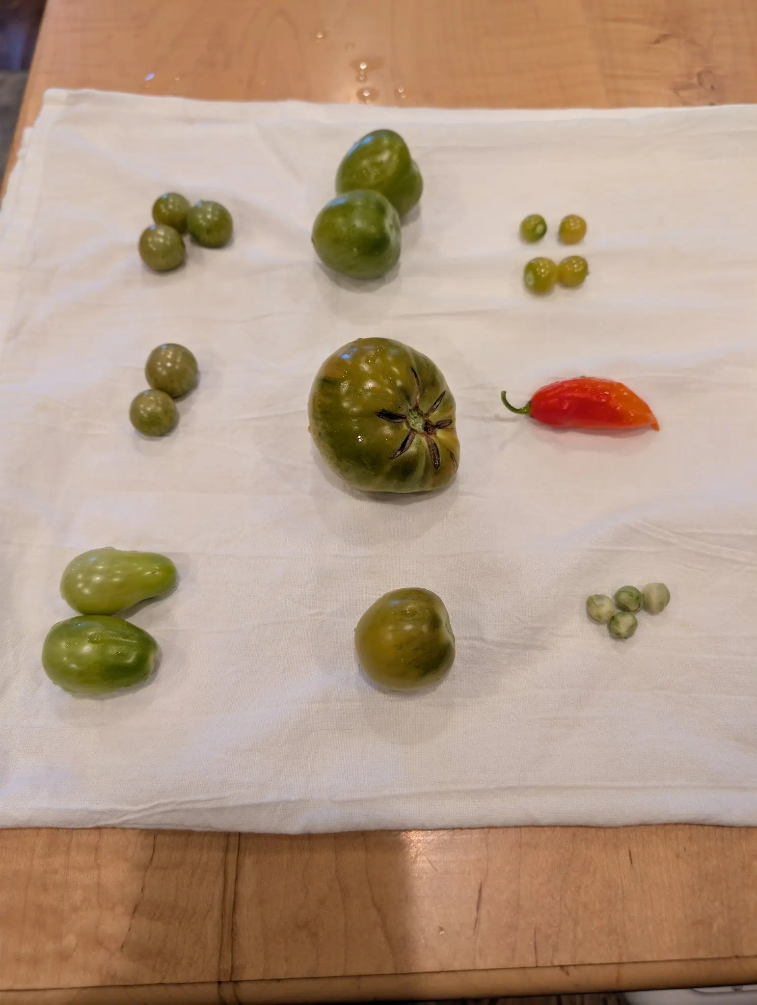 A sorted harvest on 24 September, fifteen-plus fruits grouped on white cloth over maple butcher block; the broad ribbed one at center carries a dark brown radial star of dried corky lines from its stem scar. Even indoor light, no shadows.