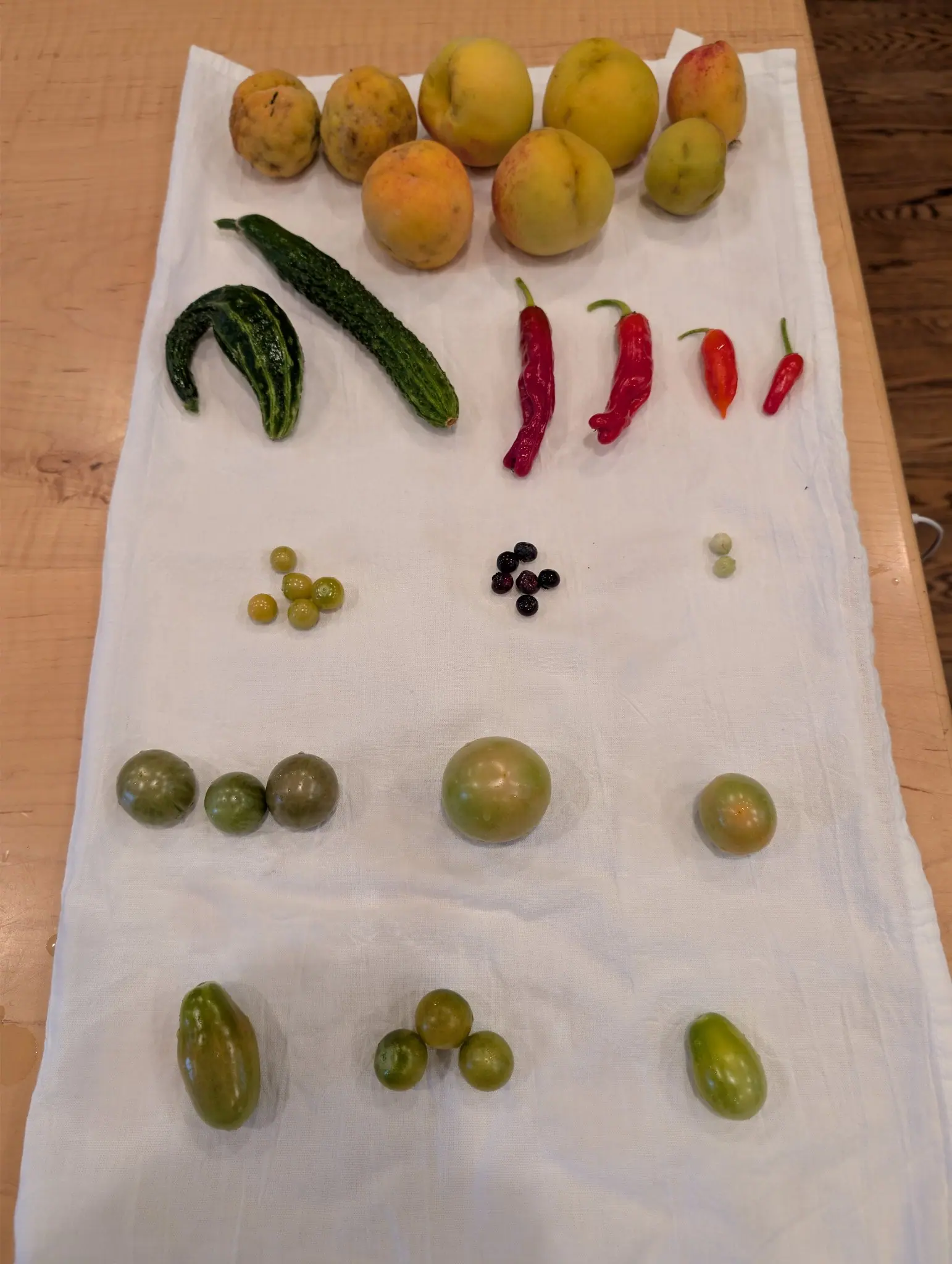 A harvest lineup laid out on a white cloth on 25 September, the two smallest freckled fruits at top rough with russeted patches while nine round ones below sit still green. Soft indoor light throws short shadows to the lower right.