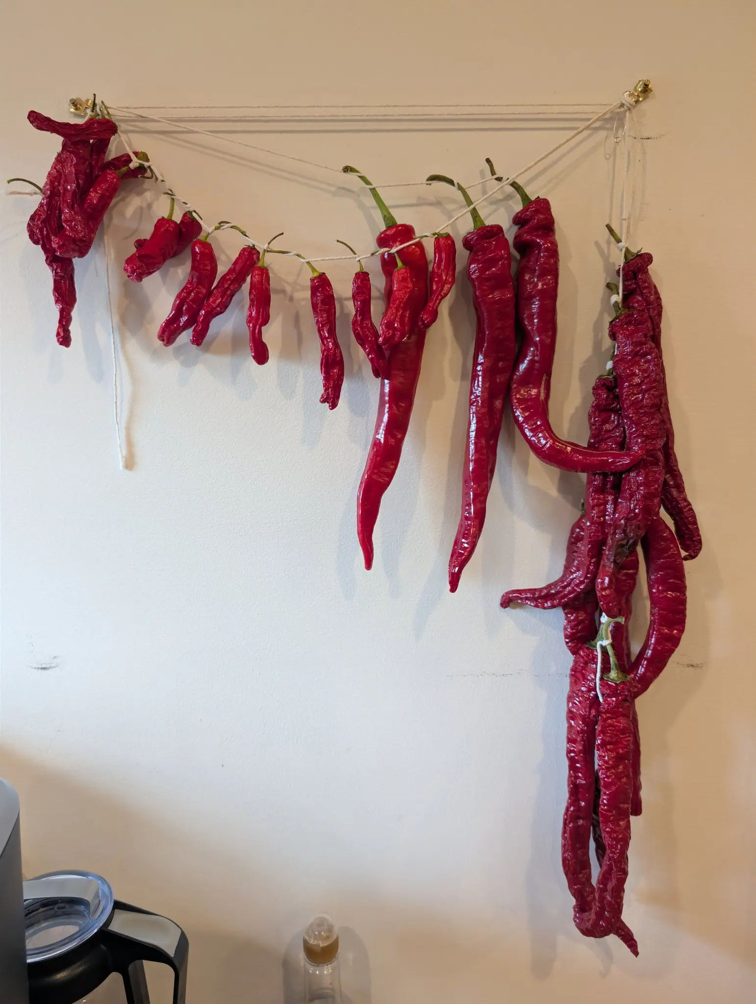 Ristra Cayenne II peppers tied by their stems to twine on 25 September, the center pods still glossy scarlet while the bundle at right has shriveled to dark brick, transversely wrinkled and leathery. Soft indoor light from the upper left.