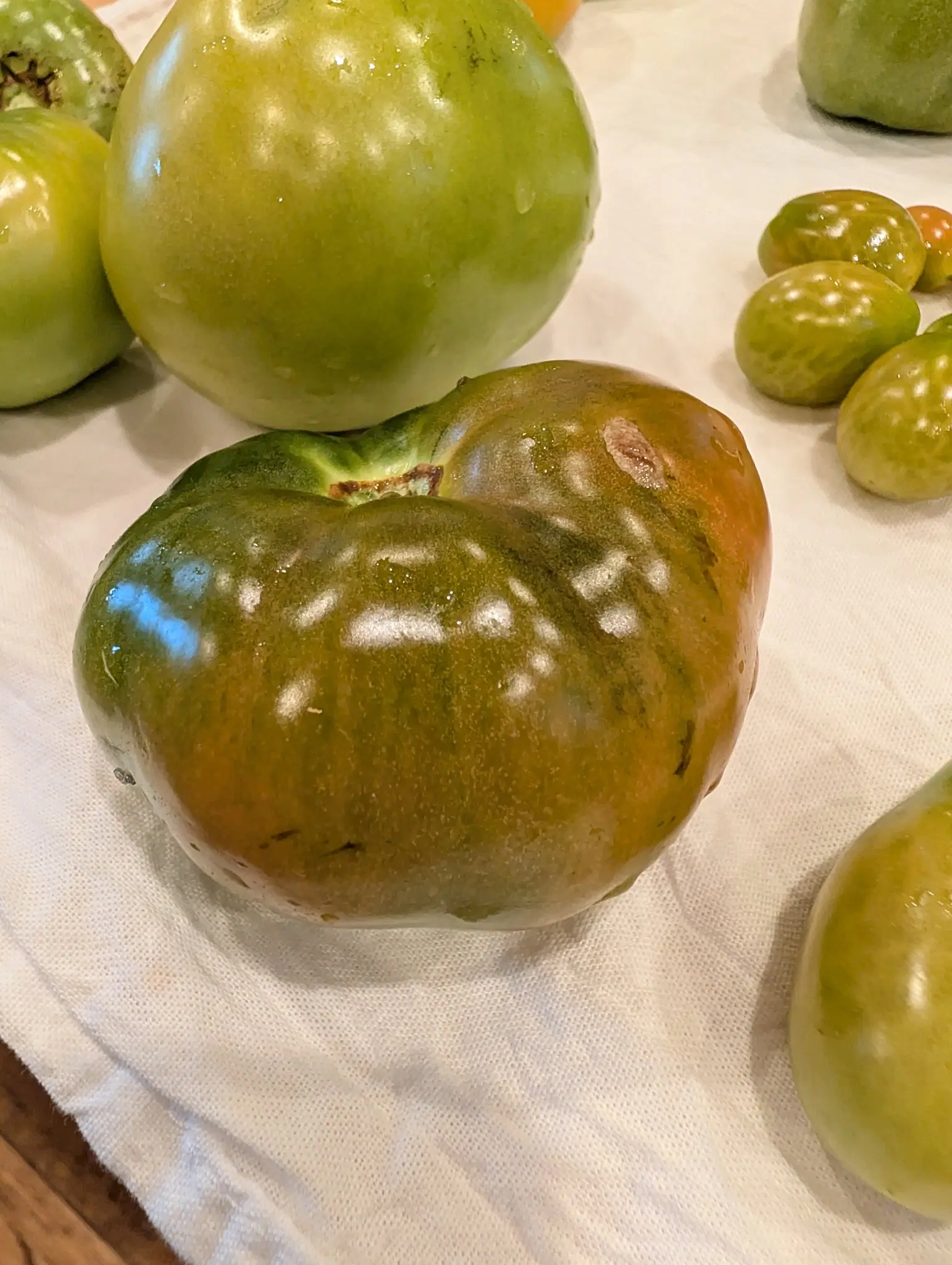 Mountain Fresh Plus tomatoes on 26 September, the ribbed one at center still deep olive over the shoulders and grading through bronze to a dull orange blush on the right cheek. Warm indoor light from the upper left glosses the skins on a white cotton cloth.
