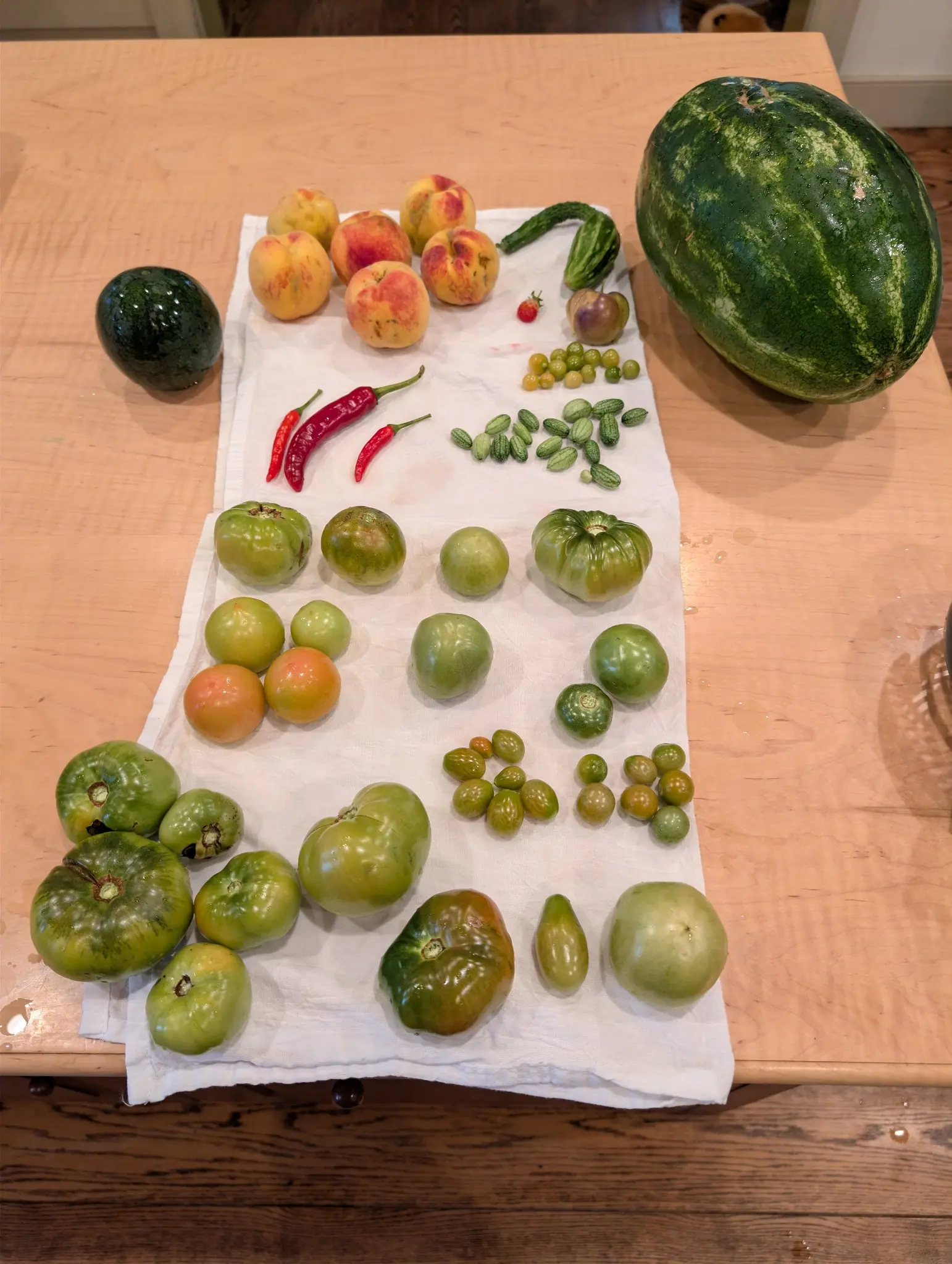 An indoor tabletop spread still beaded with water on 26 September, the ribbed and lobed green globes mostly uniform pale green with four or five blushing amber at the blossom end. Warm overhead room light on pale wood and a white cotton towel.