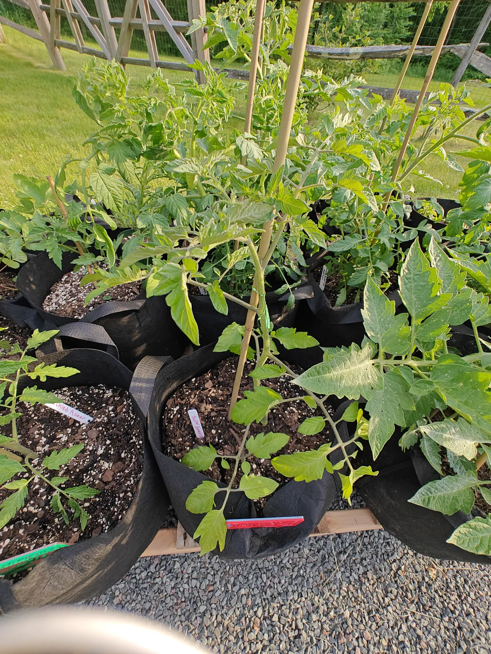A Super Sweet 100 tomato on 5 June, back-lit by low evening sun that comes straight through the leaves, its lower branches arching out and away, some leaflets pinpricked with small pale spots and notched where something has chewed them.