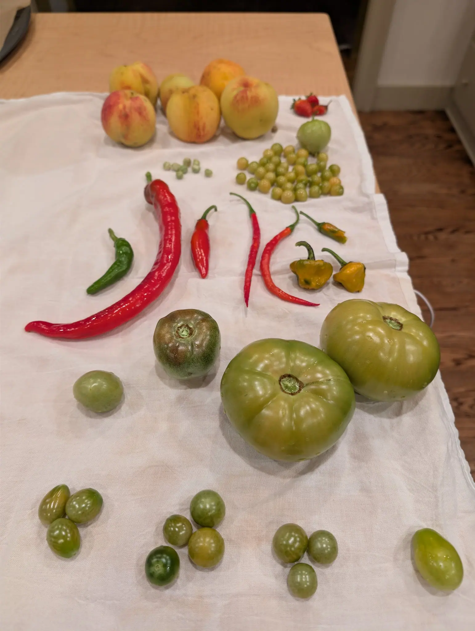 An end-of-season picking arranged indoors on a white cloth on 27 September, where one glossy red pod curves longer than anything else in the row and ends in a wrinkled tip. Flash flattens it all against pale wood.