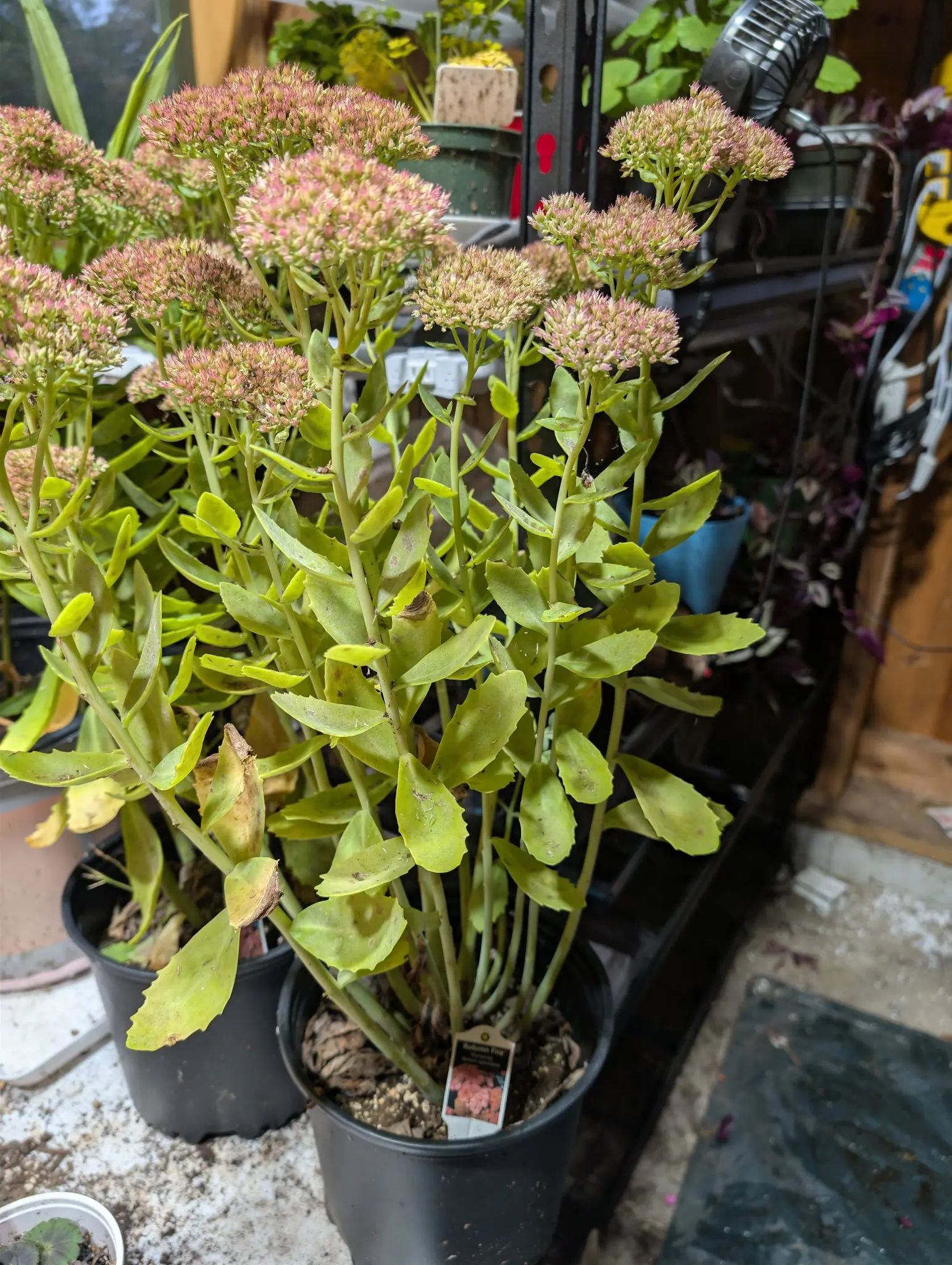 Showy Stonecrop (Sedum spectabile) on 28 September, its stout unbranched stems topped by flat corymbs packed with tight pink-tipped buds over pale green, only a scattering open so the heads read as a rosy haze. The light is flat and shadowless under cover.