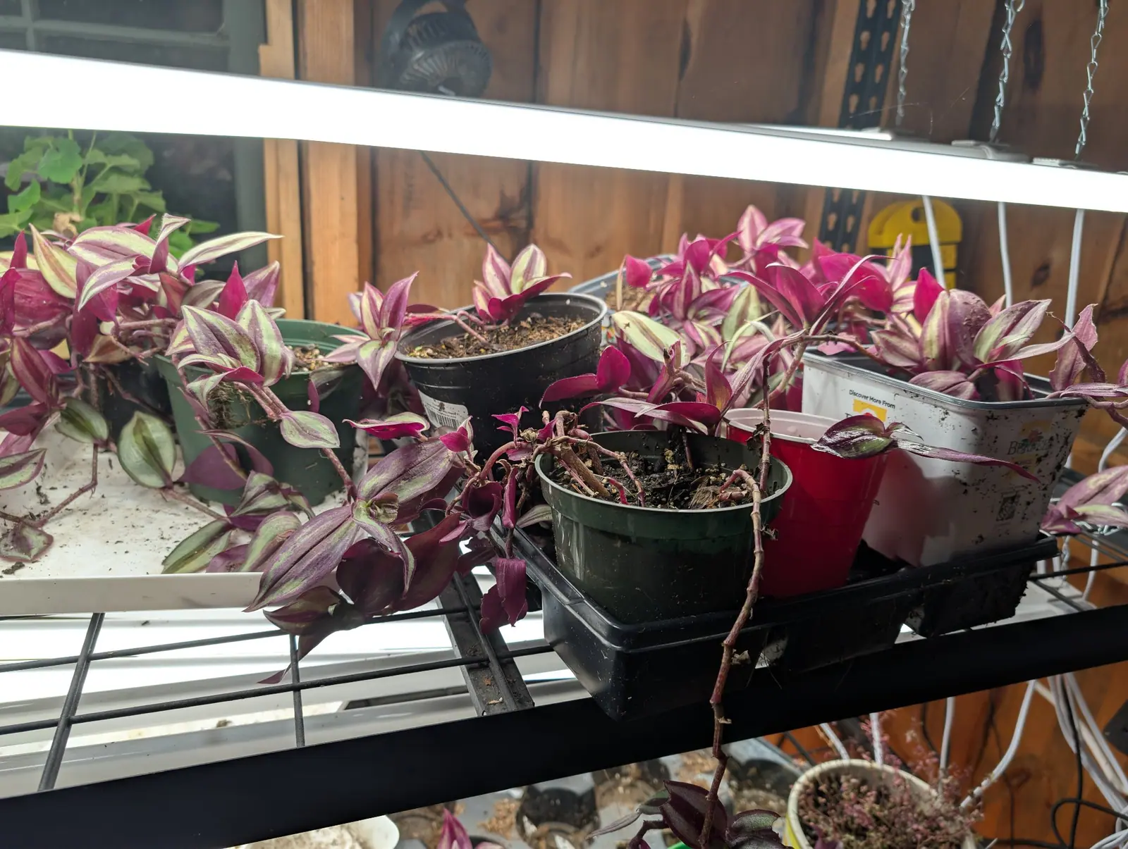 Tradescantia on 28 September, one trailing stem drawn out well past the shelf edge and dangling toward the rack below, its newest tip leaves nearly all magenta with barely a trace of silver. Flat tube light overhead, spider web across the upper corner.