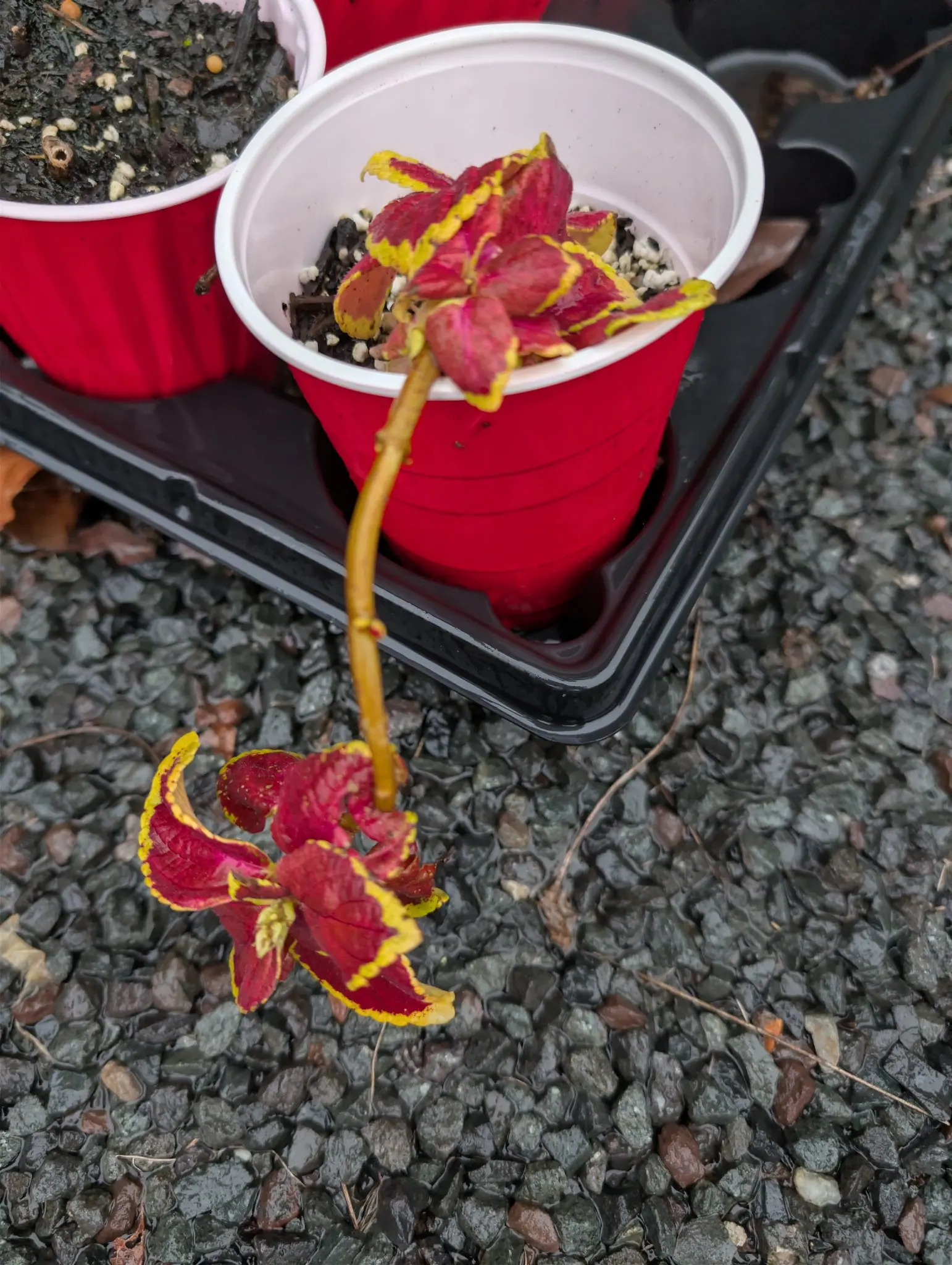 Coleus Fairway Orange on 28 September, crimson leaves banded chartreuse to the margin, one leggy shoot arching out of the pot and trailing down the wet gravel to a second whorl lying flat on the stones. Flat gray rain light, no shadows.