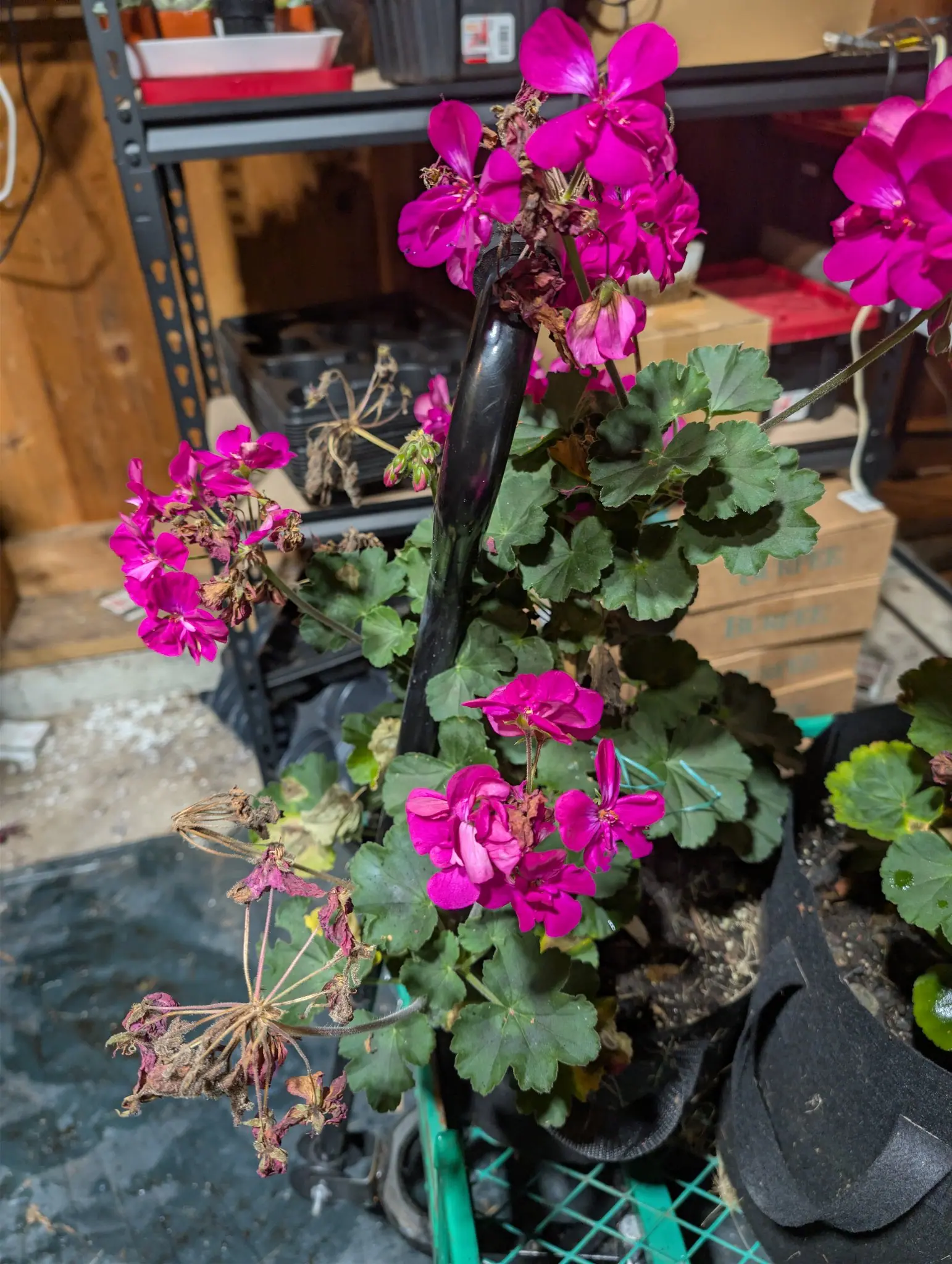 Geranium on 28 September, four or five magenta umbels on long bare peduncles carrying browned spent florets among the fresh ones, two more dried to tan starbursts of slender beaked fruit. The light is flat and dim indoors, no shadows.