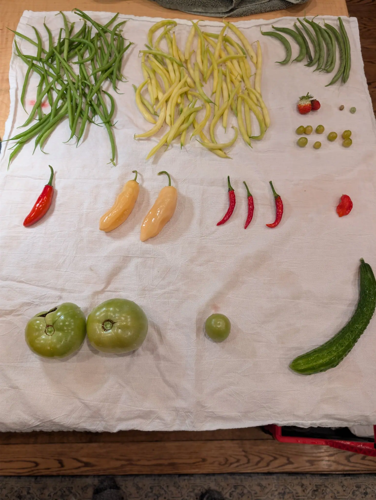 An indoor sorting of the day's picking on 28 September, laid out in bands on a white flour-sack cloth: slender hooked green pods, glossy butter-yellow ones, and a fan of a dozen wide flat pods, two blushed pink along the seam. Warm lamplight from straight above.