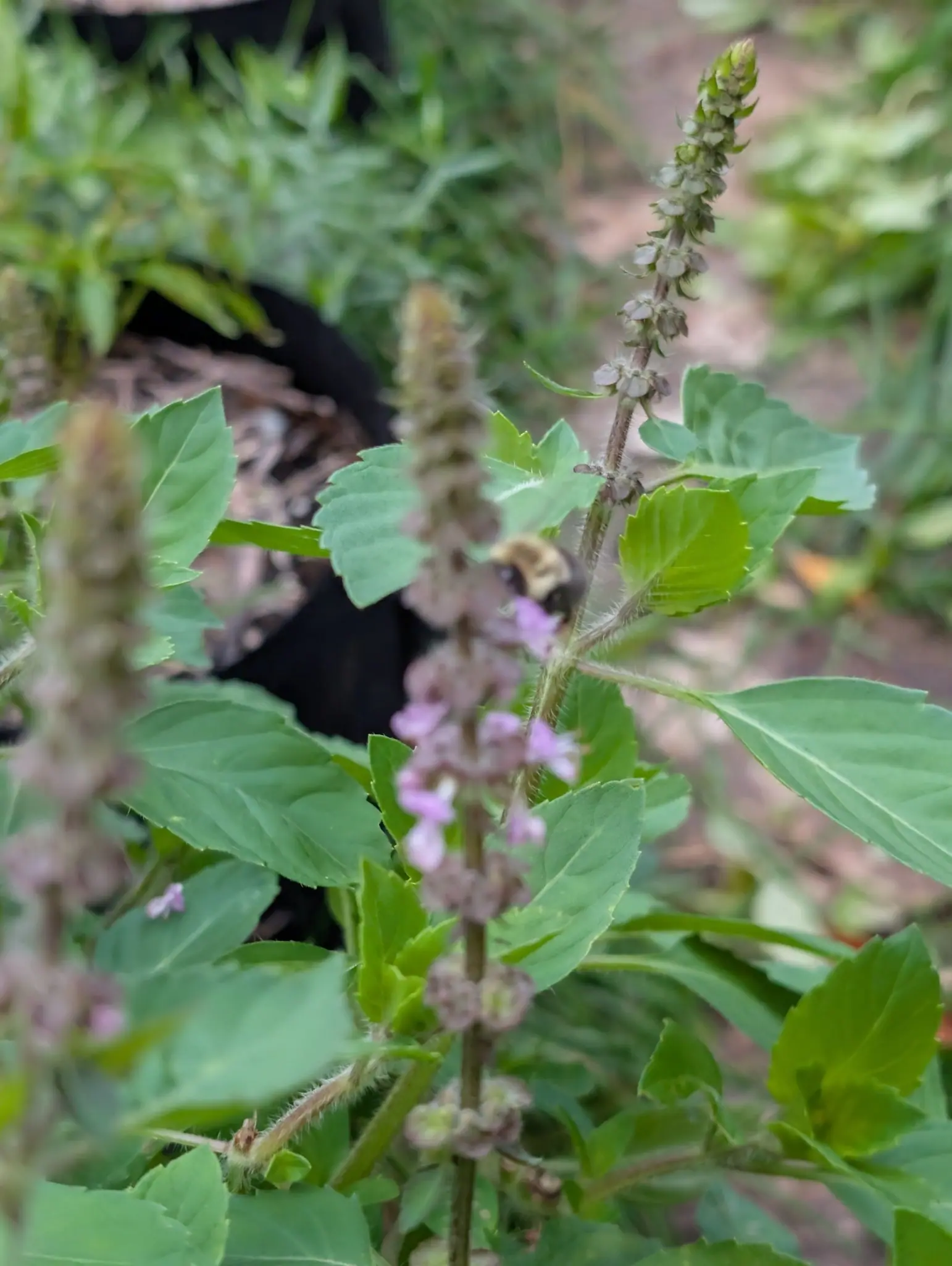 Holy Basil (Tulsi) in full flower on 29 September, its spikes still tipped with green buds while the lower whorls have already swollen into downturned calyces; a bumblebee works the pink mid-section in soft, shadowless light.
