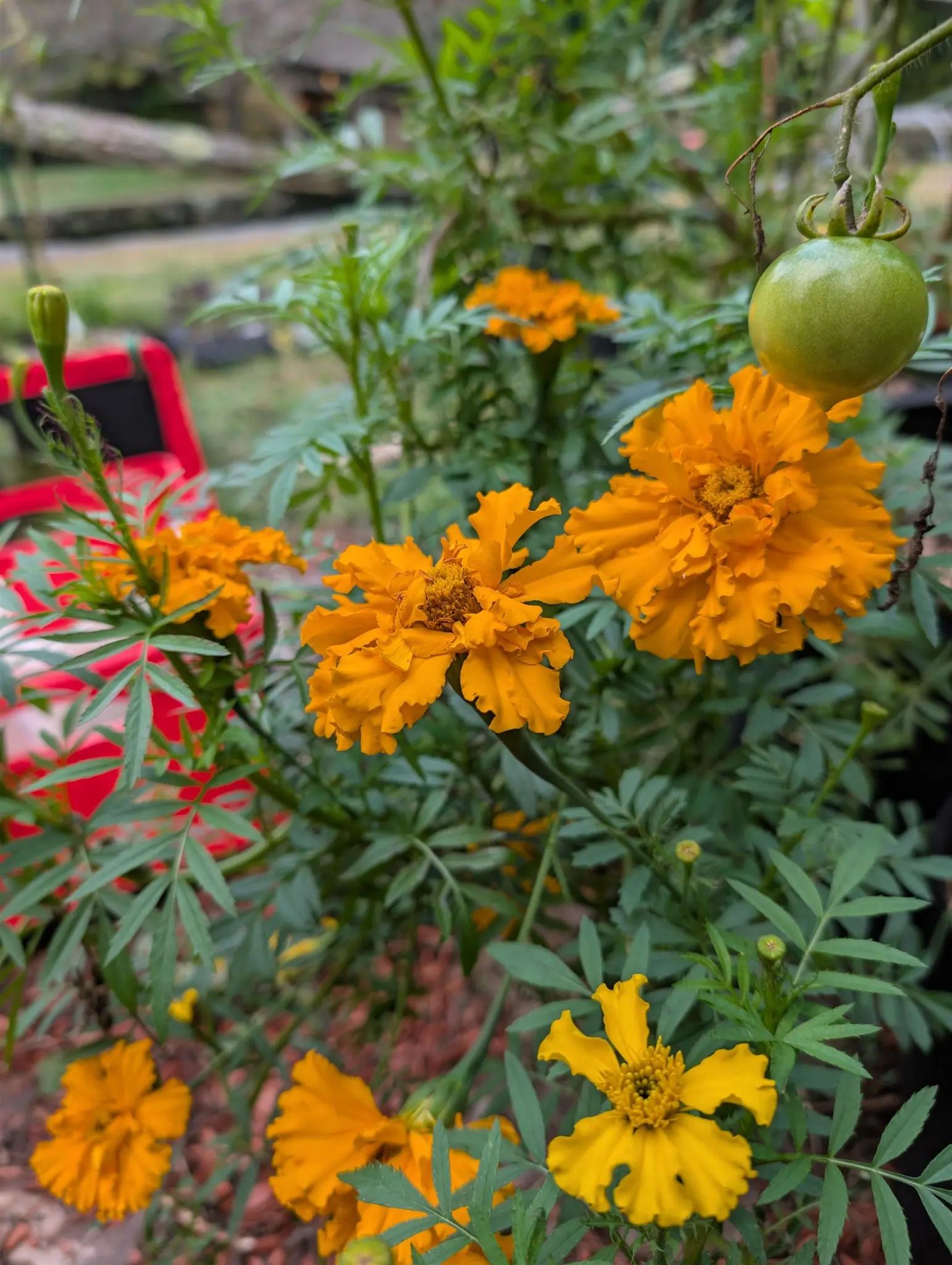 Marigolds on 29 September, roughly eight crested heads open from deep orange through apricot to one clear yellow at lower right, several ray petals flecked brown and creased. A green tomato hangs in at top right under flat overcast light.