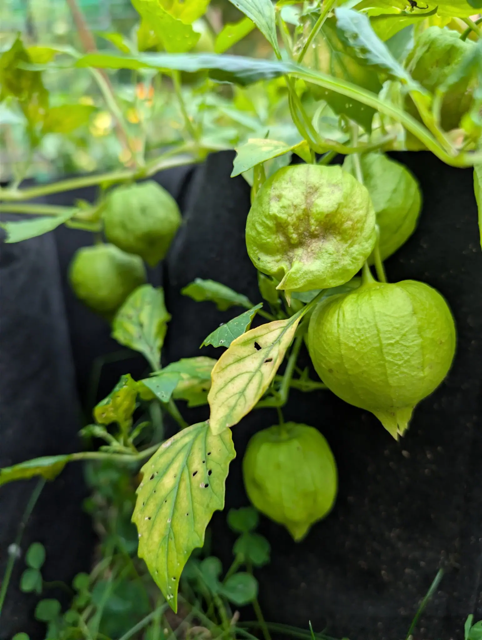 Cisneros tomatillos on 29 September, the lowest husk stretched so taut over its swelling fruit that the pale calyx ribs stand out and the five points pinch to a small beak. Flat overcast light, foliage still damp.