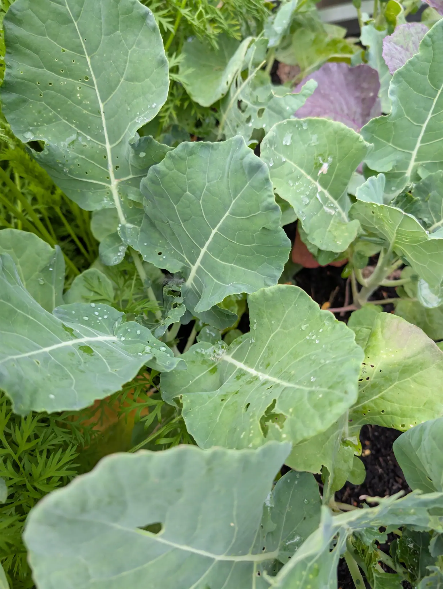 Broad blue-green leaves with thick white midribs fill the frame on 29 September, several chewed to a vein skeleton at the edges and two plants at the right washed dull purple; a stray gray tuft rests on one bitten margin under flat, just-rained light.