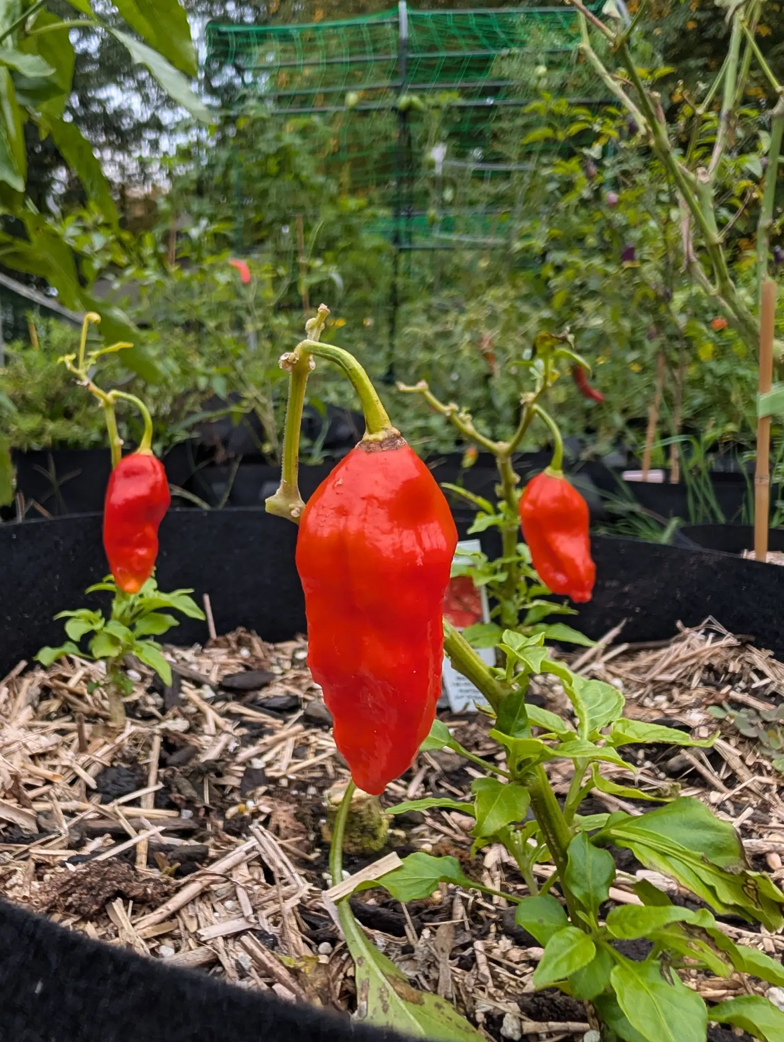 Ghost peppers on 29 September, three ripe scarlet fruits hanging pendant from thick elbowed pedicels, the center one glossy and dimpled with shallow lengthwise creases down to its blunt puckered tip. Flat overcast light, with blurred green netting behind.