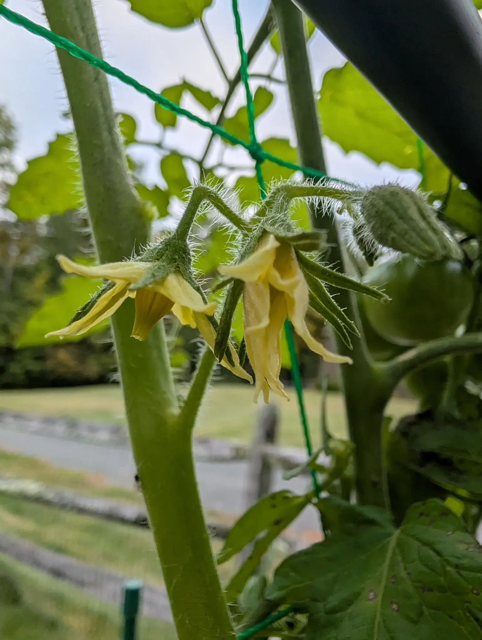 Tie-Dye tomatoes on 29 September: two flowers on a forked, white-hairy truss with their creamy-yellow petals swept fully back from a fluted anther cone, a third still closed behind, all in the soft shadowless light of an overcast morning.