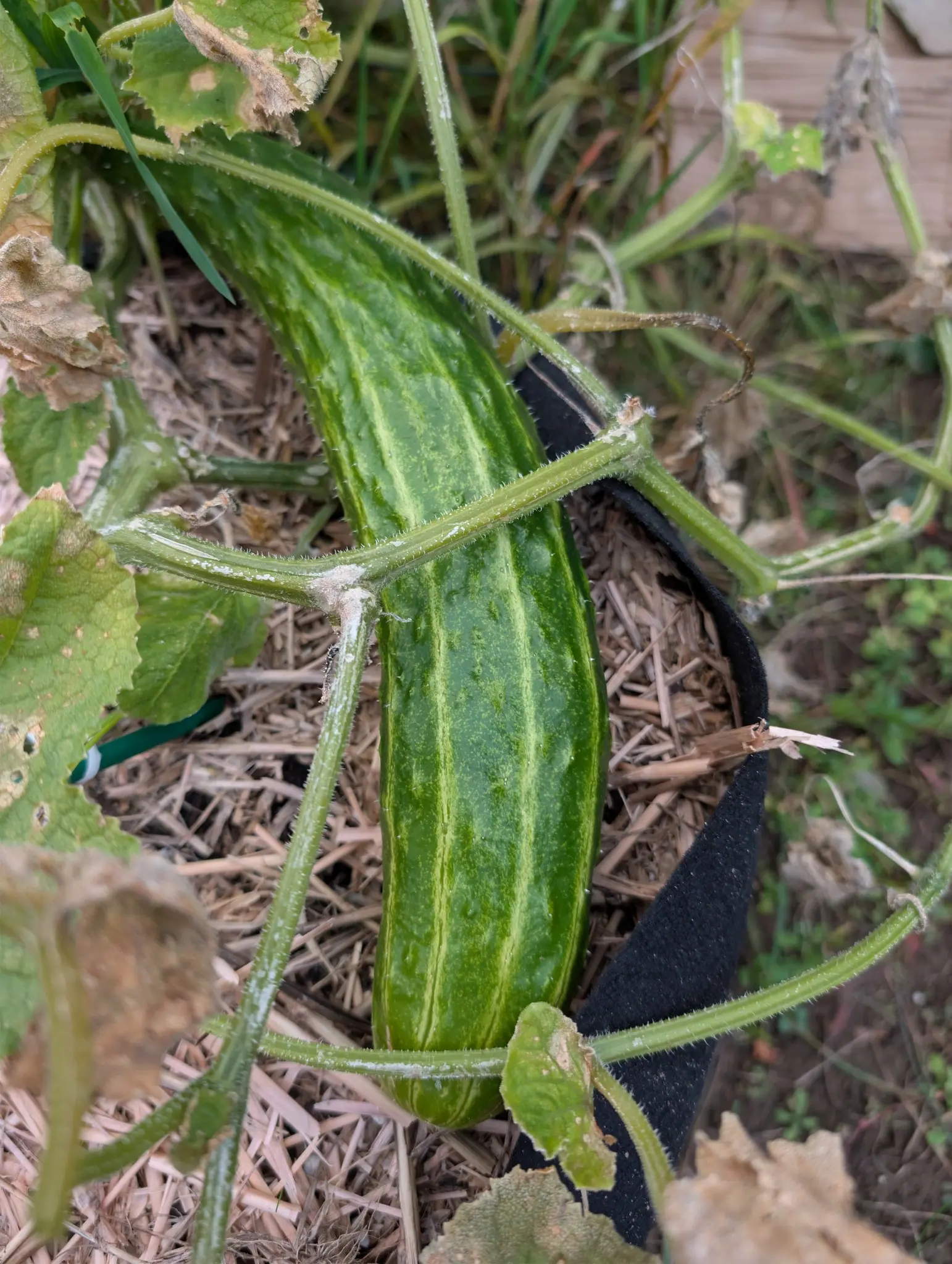 A Suyo Long cucumber on 29 September, curving in a shallow S from upper left to lower center, its about ten pale ridges studded with low tubercles still carrying short spines, densest at the narrow blossom end. Soft overcast light, weak shadows.