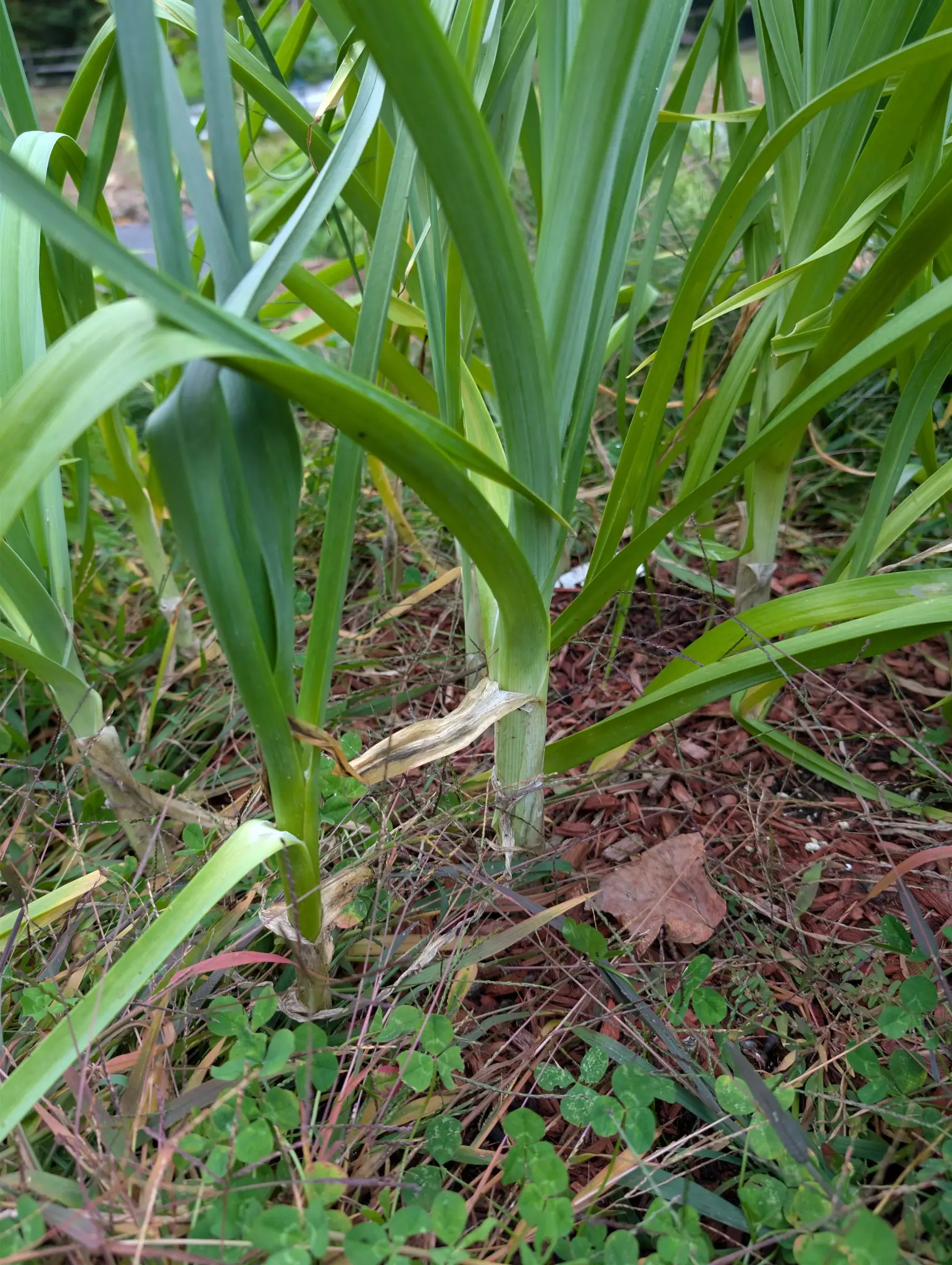 King Richard leeks on 29 September, one plant shown from the ground up with a straight pale shank that runs into the soil with no bulb at its foot, old sheaths dried to papery tan straps that curl away. Flat gray-green fans, overcast light.