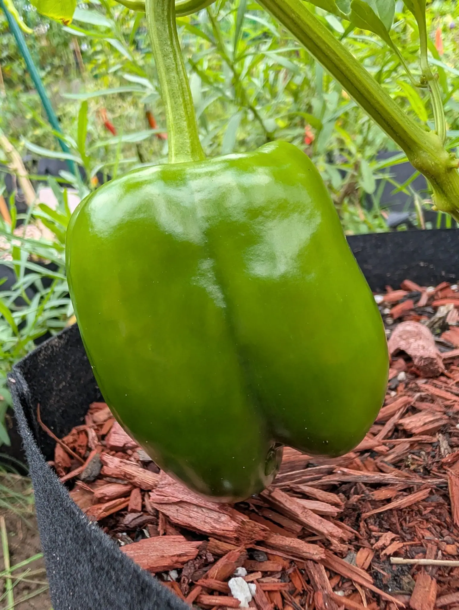 Hanging close enough to fill the frame on 29 September, a glossy mid-green fruit shows three blunt lobes, a deep crease down the near face and a shallow dimple at its blossom end, with a stout curved stalk above. Flat overcast light gives no hard shadows.