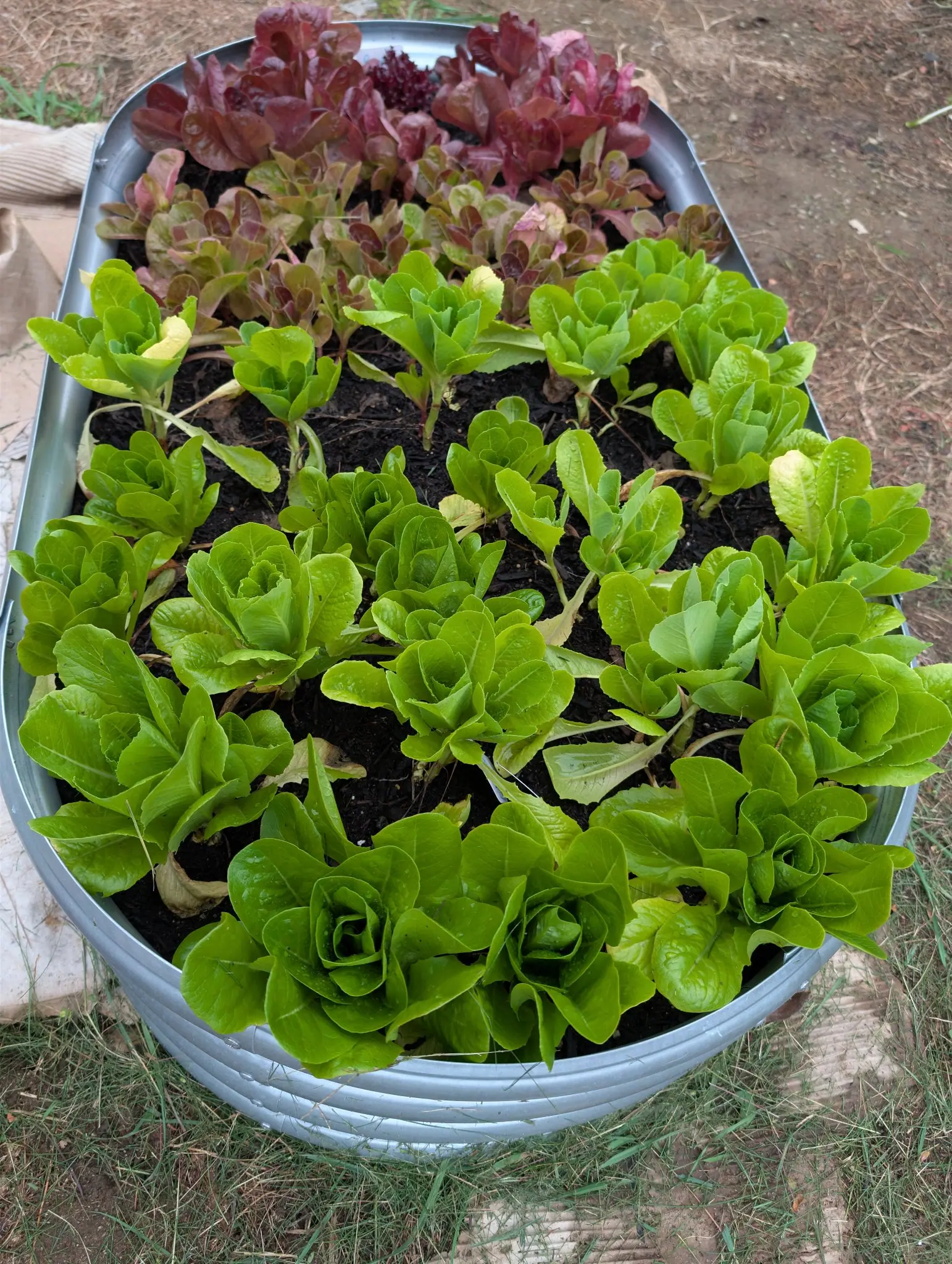 Parris Island Cos lettuce on 29 September, the near bands of yellow-green rosettes just starting to cup into loose hearts with a few inner leaves blanched pale, red oakleaf and bronze looseleaf behind. Flat overcast light, droplets still on the leaves.