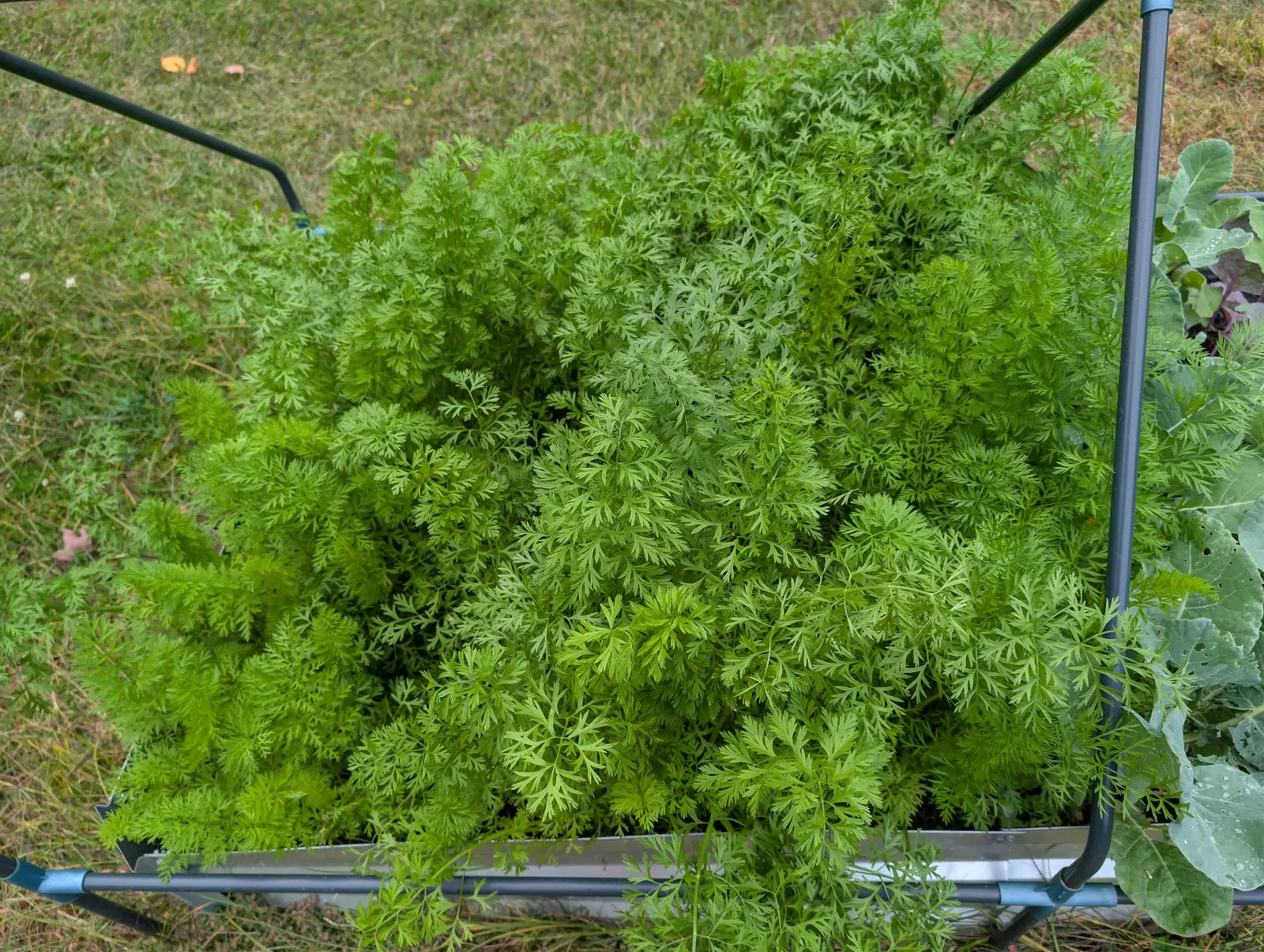 A closed stand of thread-fine, many-times-divided foliage on thin upright stalks on 29 September, so dense the soil shows through in only one or two gaps; at the right, broad waxy blue-green leaves hold rain beads and chewed holes under flat overcast light.