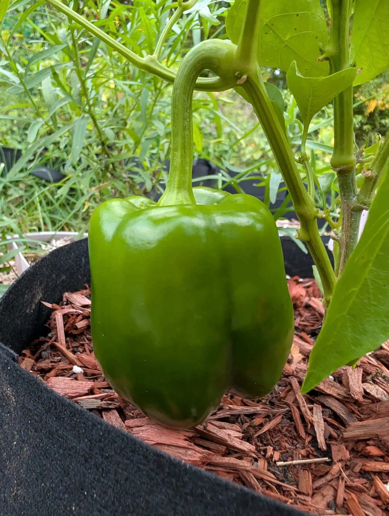 A King of the North pepper on 29 September, one blocky mature-green fruit hanging pendant from an arched pedicel as long as the fruit is tall, its three-lobed blossom end split by two shallow creases. Soft overcast light, flat and shadowless.