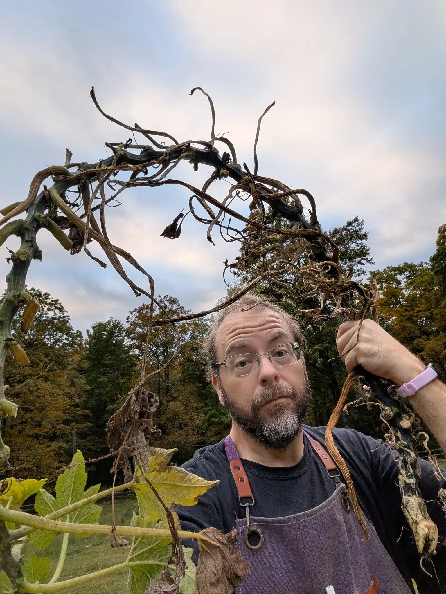 A long-spent vine held overhead on 29 September, brown and papery, kinked at every node and hung with dozens of tight corkscrew tendrils; below it a few broad lobed leaves still fade green to yellow under flat evening light.