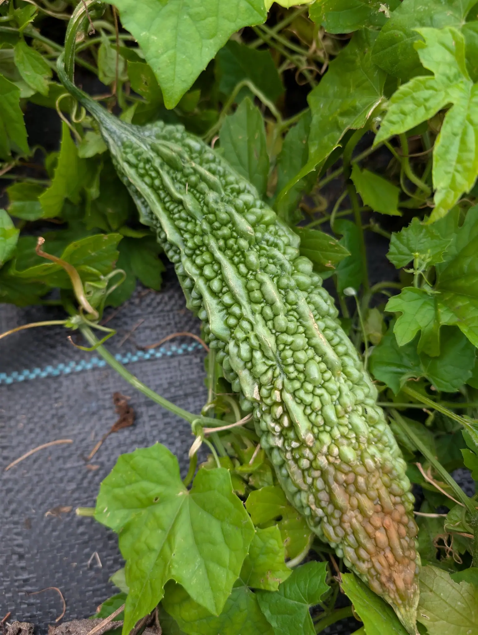 Bitter Melon on 29 September, a single warty spindle lying diagonally across its own vine, the ridged rows of tubercles gone soft and tan-olive over the last quarter toward the pointed blossom end. Flat overcast light outdoors.