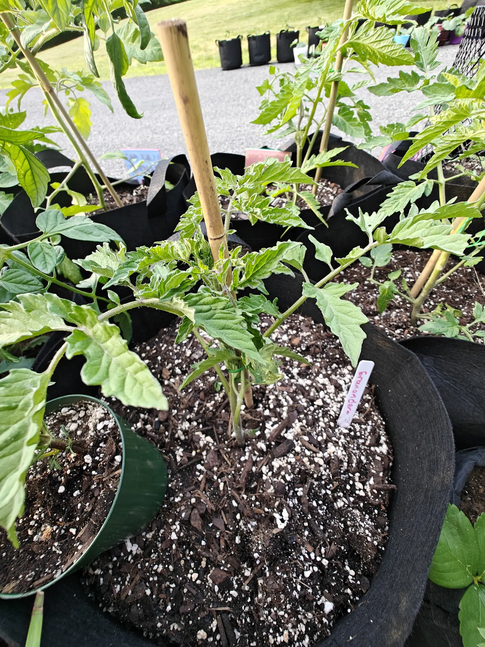 A Granadero tomato on 5 June, its shoot tip come up pale and crinkled with a creamy band right around each rolled margin while the older leaves below stay flat mid-green, the lowest branches lying almost level, under soft overcast light.