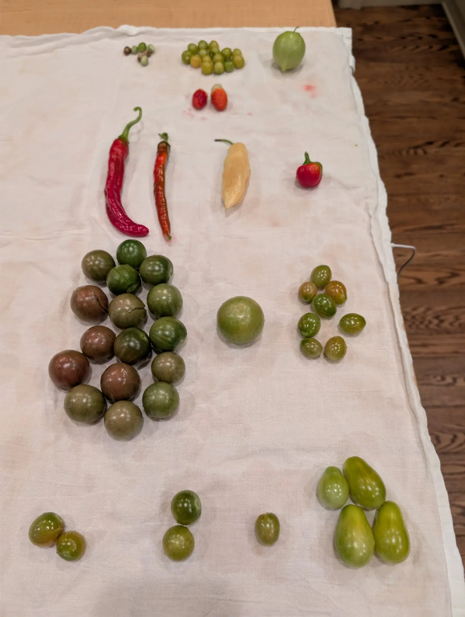 Groups of mostly unripe produce laid out on a rumpled white cloth on 29 September; in the largest, about seventeen round fruits blush bronzy brown-purple over dark green shoulders, a few with shallow radial cracks at the stem end, under soft indirect light.