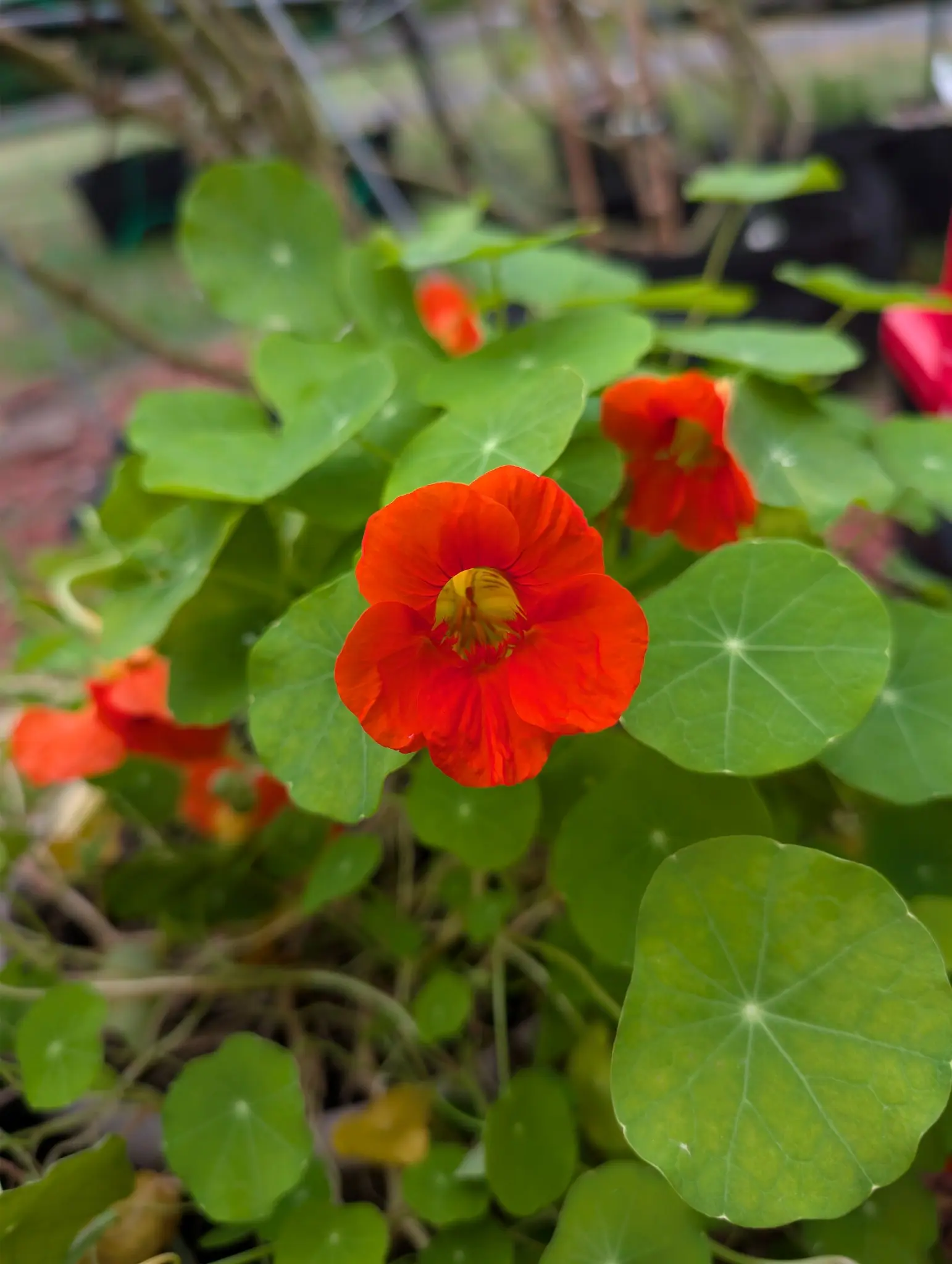 Jewel Mix Nasturtium on 29 September, the sharp orange-red bloom roughly as wide as the shield-shaped leaves beside it, its three lower petals narrowing to fringed claws streaked with fine darker red. Flat overcast light in the working garden.
