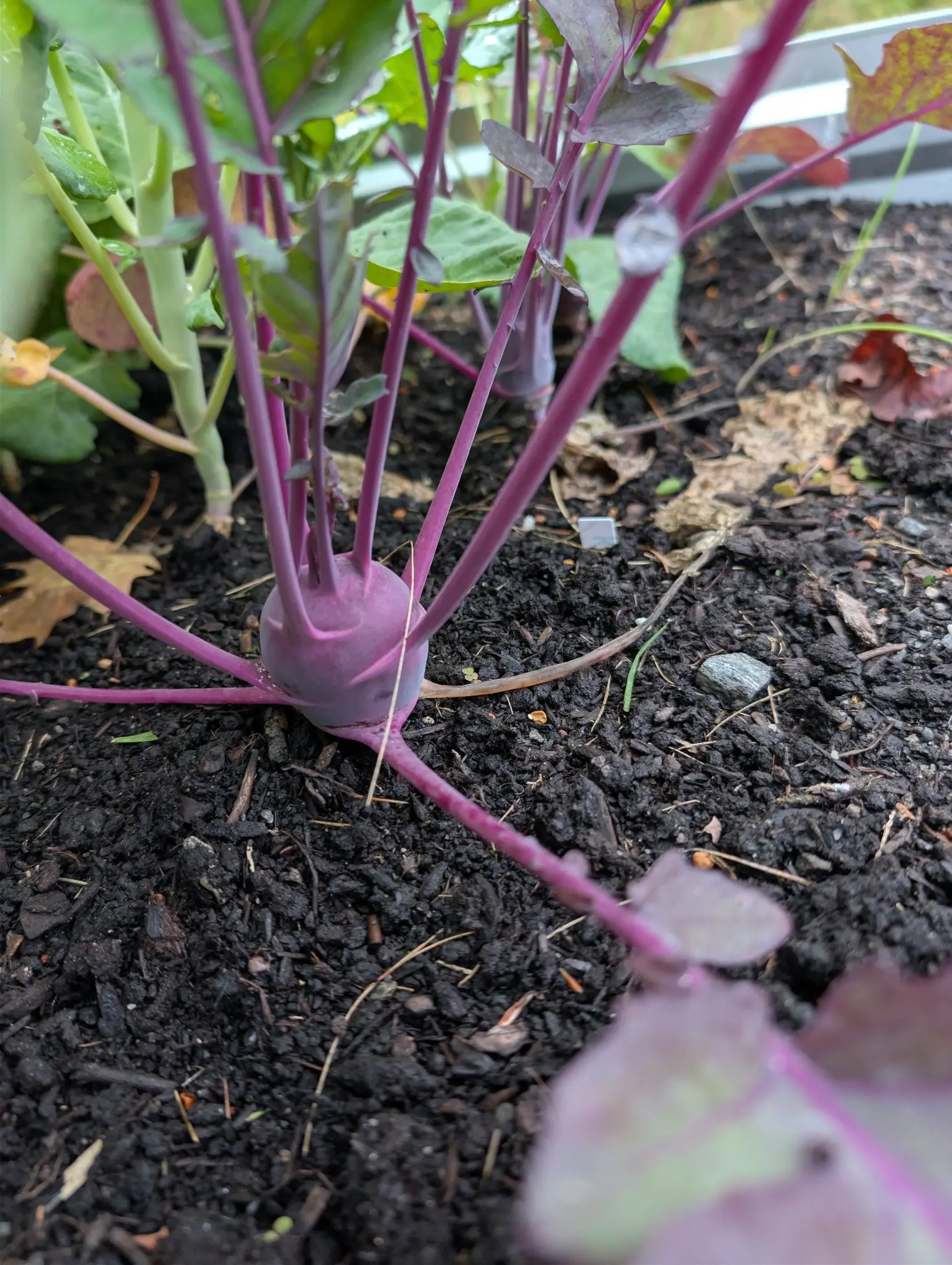 Purple Vienna kohlrabi on 29 September, its swollen globe resting on the soil with vivid magenta petioles radiating out in every direction and a pale waxy bloom across its lower half. Flat overcast light, everything damp.