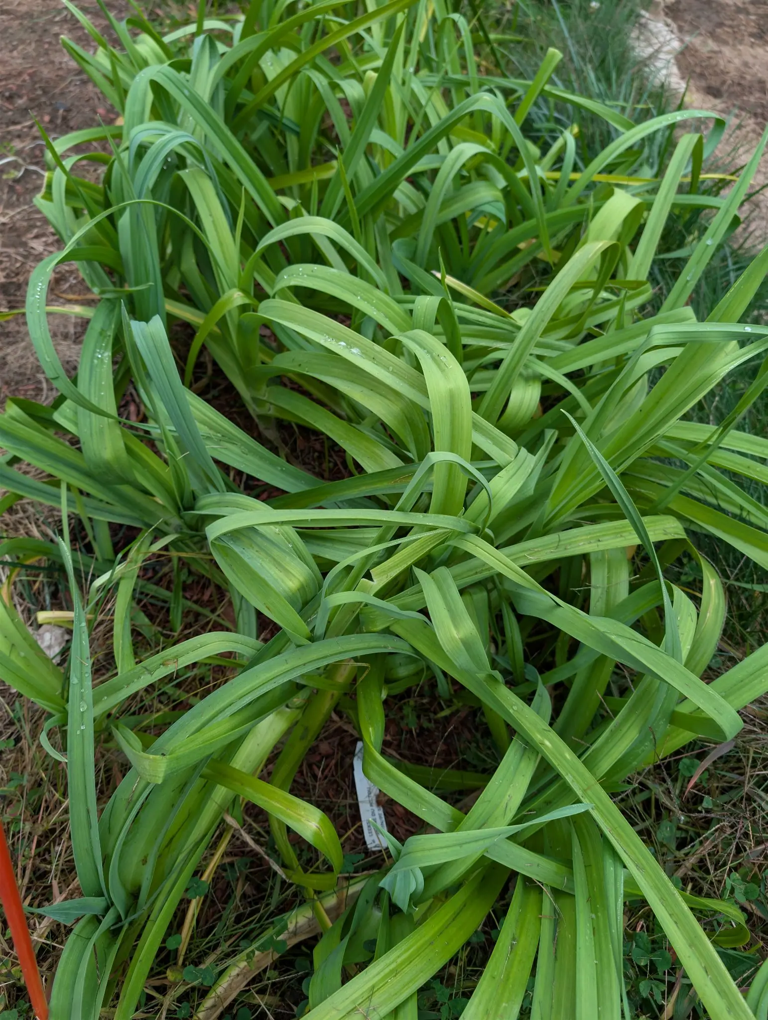 On 29 September, a double row of fifteen or more plants fans broad V-folded blue-green straps from thick pale shafts, the longest arched over and kinked where they flopped onto bare reddish soil. Droplets sit in the leaf folds under flat overcast light.