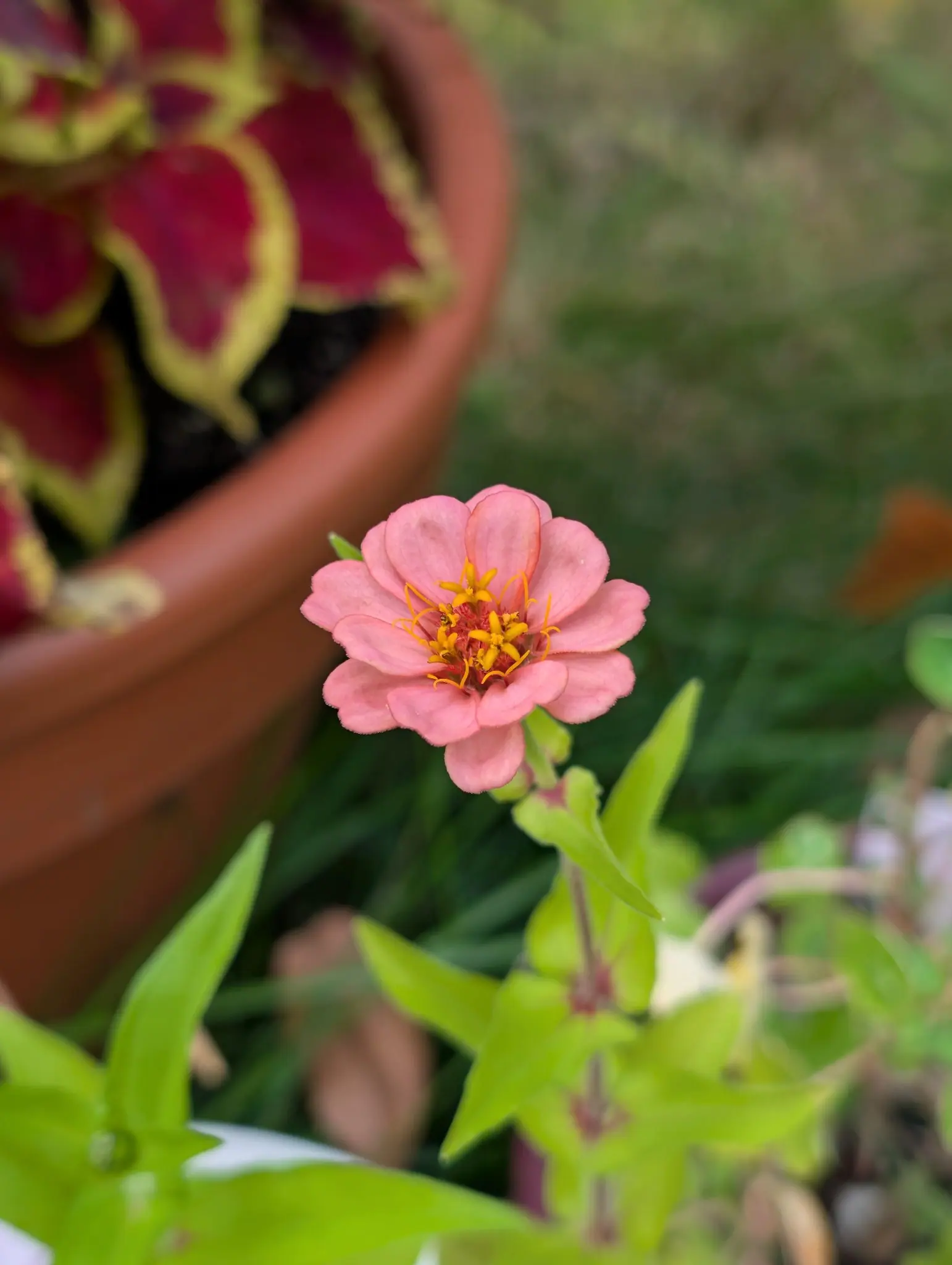 A single salmon-pink bloom on 29 September, its raised center crown still ringed by tight reddish-brown buds in the middle while only the outer tubular florets have opened and pushed out forked yellow styles. Flat overcast light, shot looking down onto lawn.