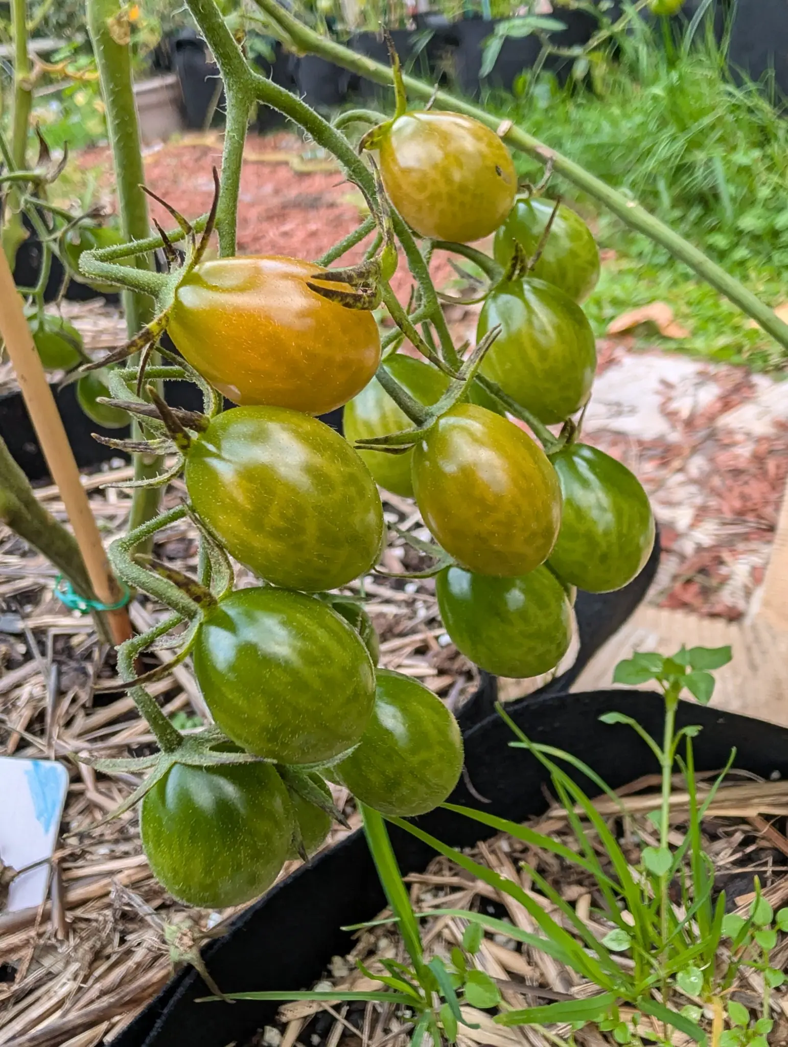A branched truss of Red Grape tomatoes on 29 September, about fourteen fruit ripening out of step down its zig-zag rachis, the lowest four or five still solid dark green while one at mid-left has gone amber-orange. Flat overcast light, hairs lit along the stems.