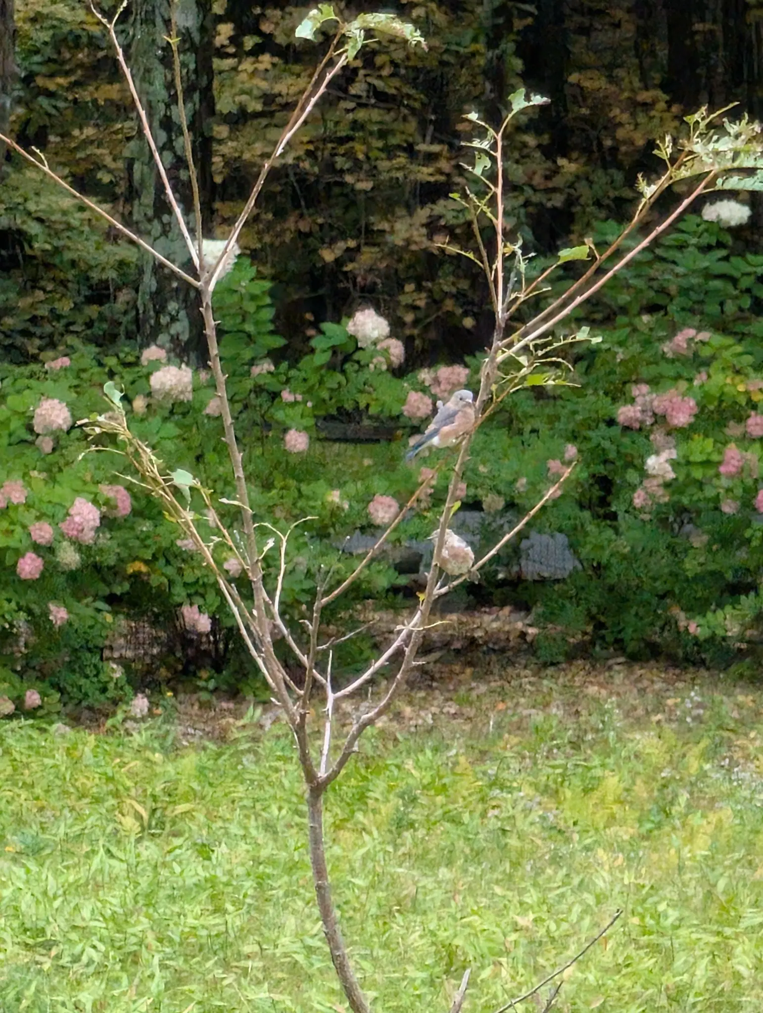 On 29 September a thin pale stem forks a third of the way up into four or five upswept branches, prickly, nearly leafless but for tattered gray-green clusters at the tips; a bluebird faces out from one, papery rose flower heads banked behind in soft light.